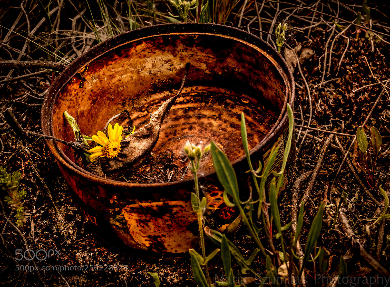 Nikon D7100 sample photo. Hidden treasures photography