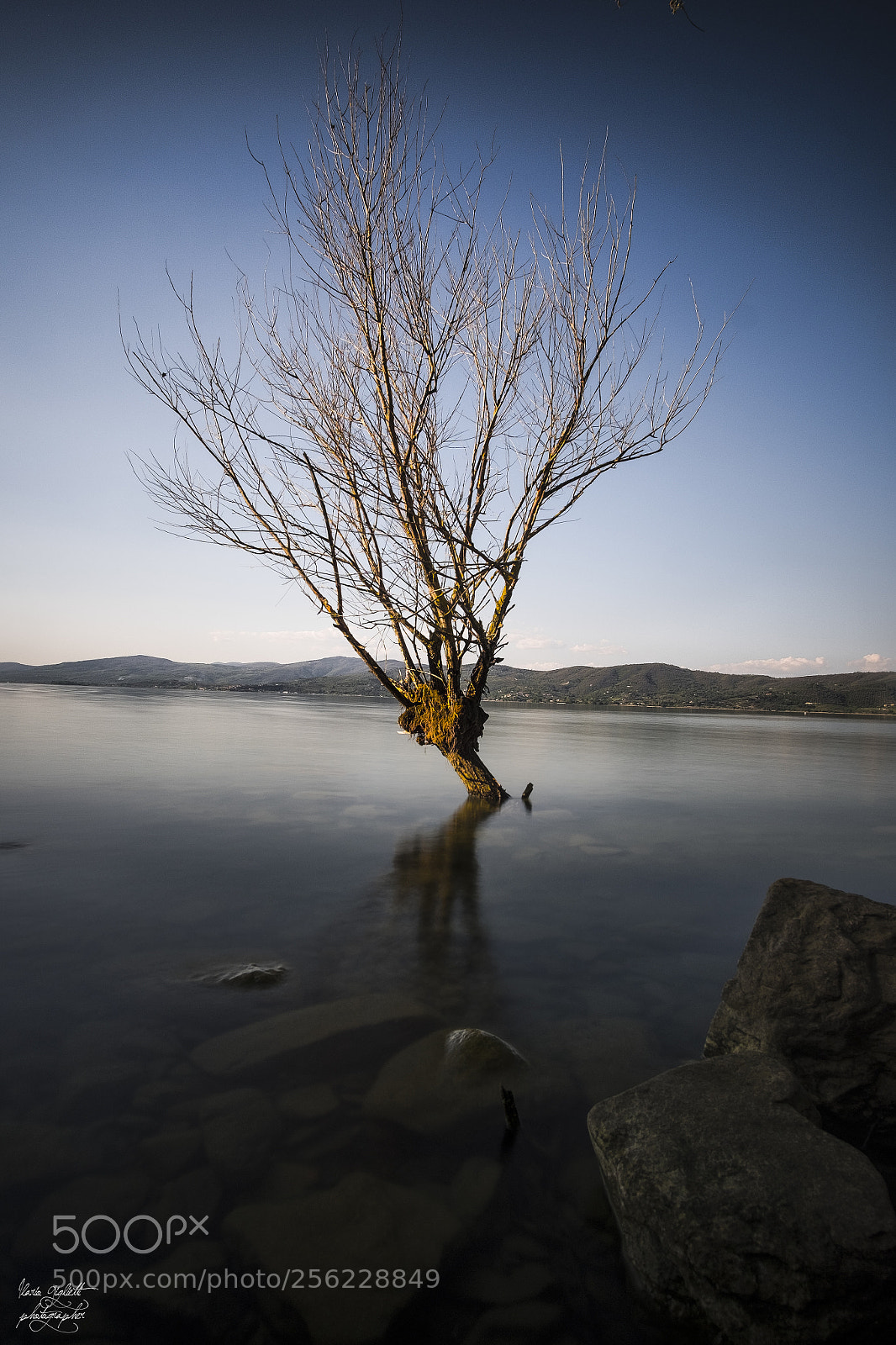 Fujifilm X-T1 sample photo. Tree photography