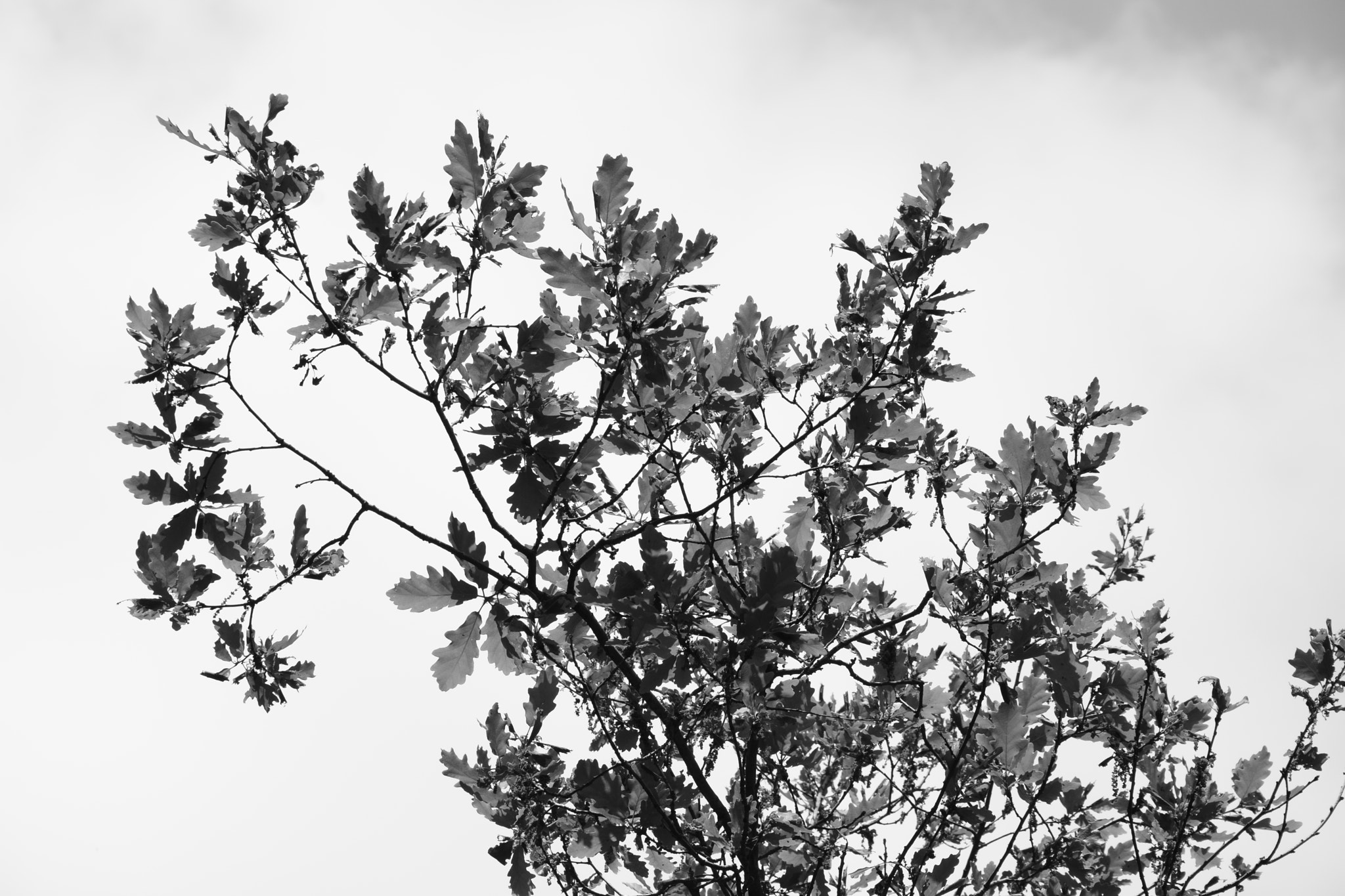 Nikon D7100 sample photo. Nature photography