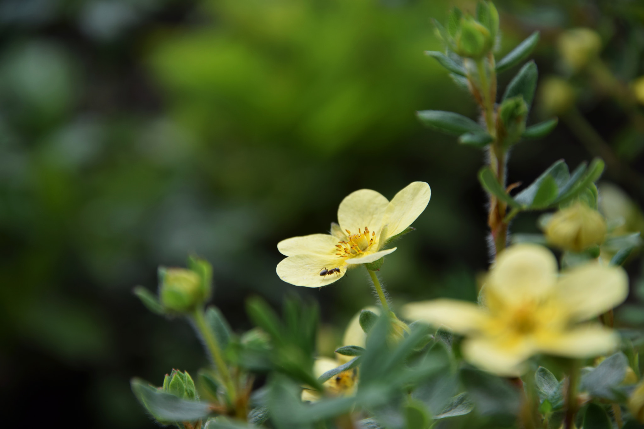 Nikon D3300 sample photo. Ant photography