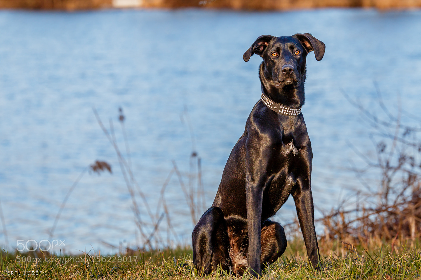 Canon EOS 70D sample photo. Hundeportrait photography