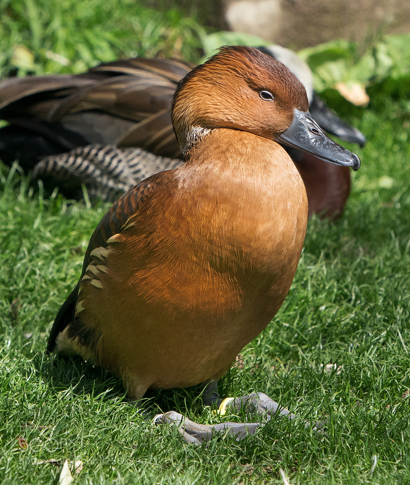 Sony a9 sample photo. Fulvous whistling duck photography
