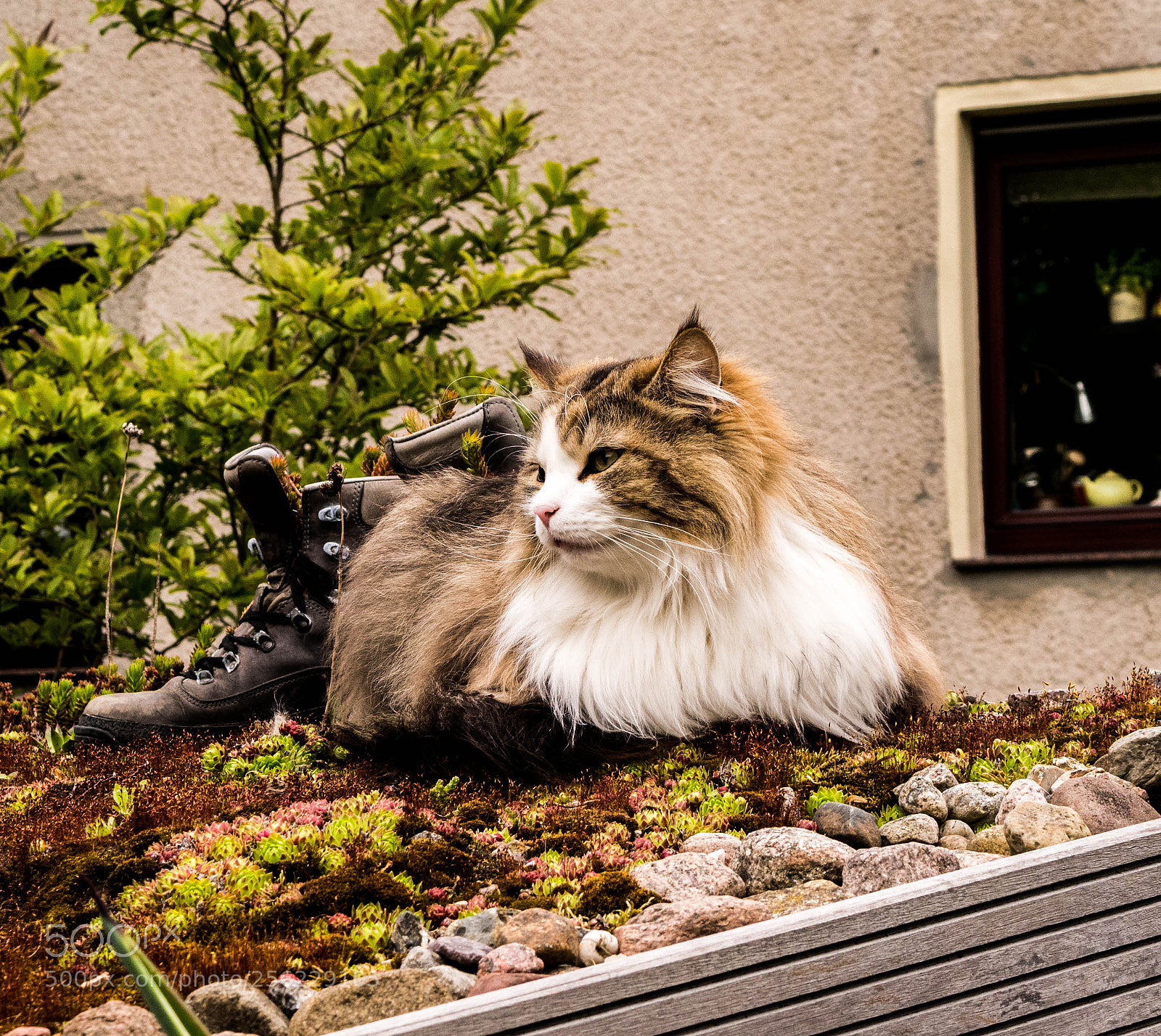 Panasonic DMC-G81 sample photo. Eine schnurrkatze photography