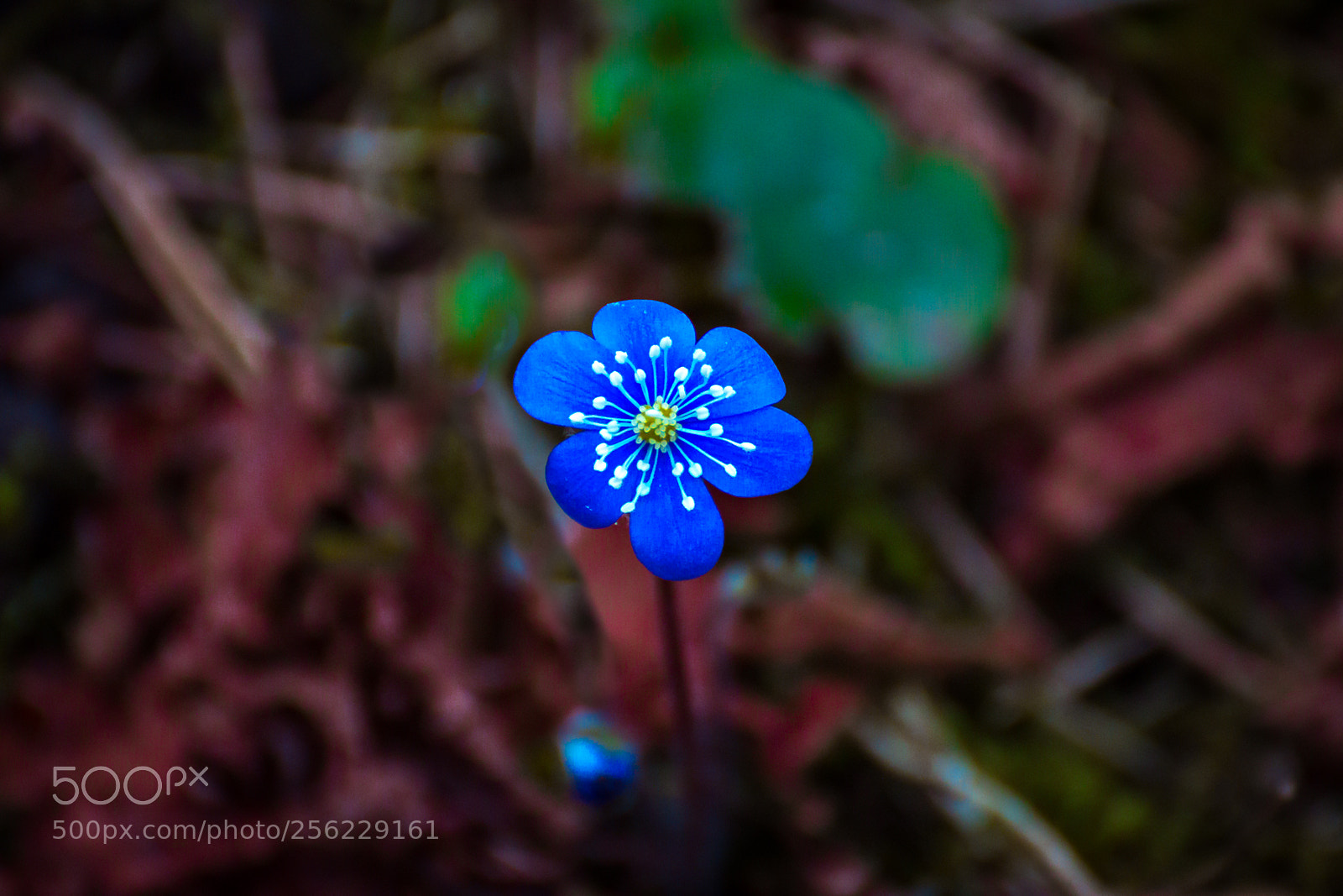 Canon EOS 70D sample photo. Bright one photography