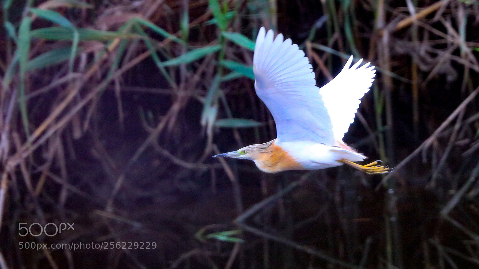 Canon EOS-1D X Mark II sample photo. Untitled photography