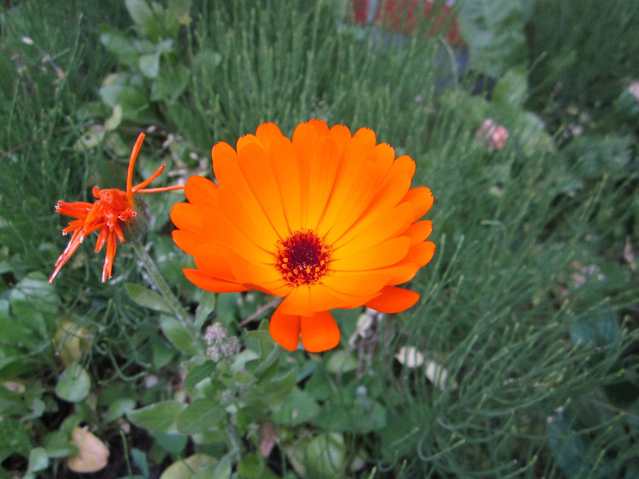 Canon PowerShot A2200 sample photo. Flower photography