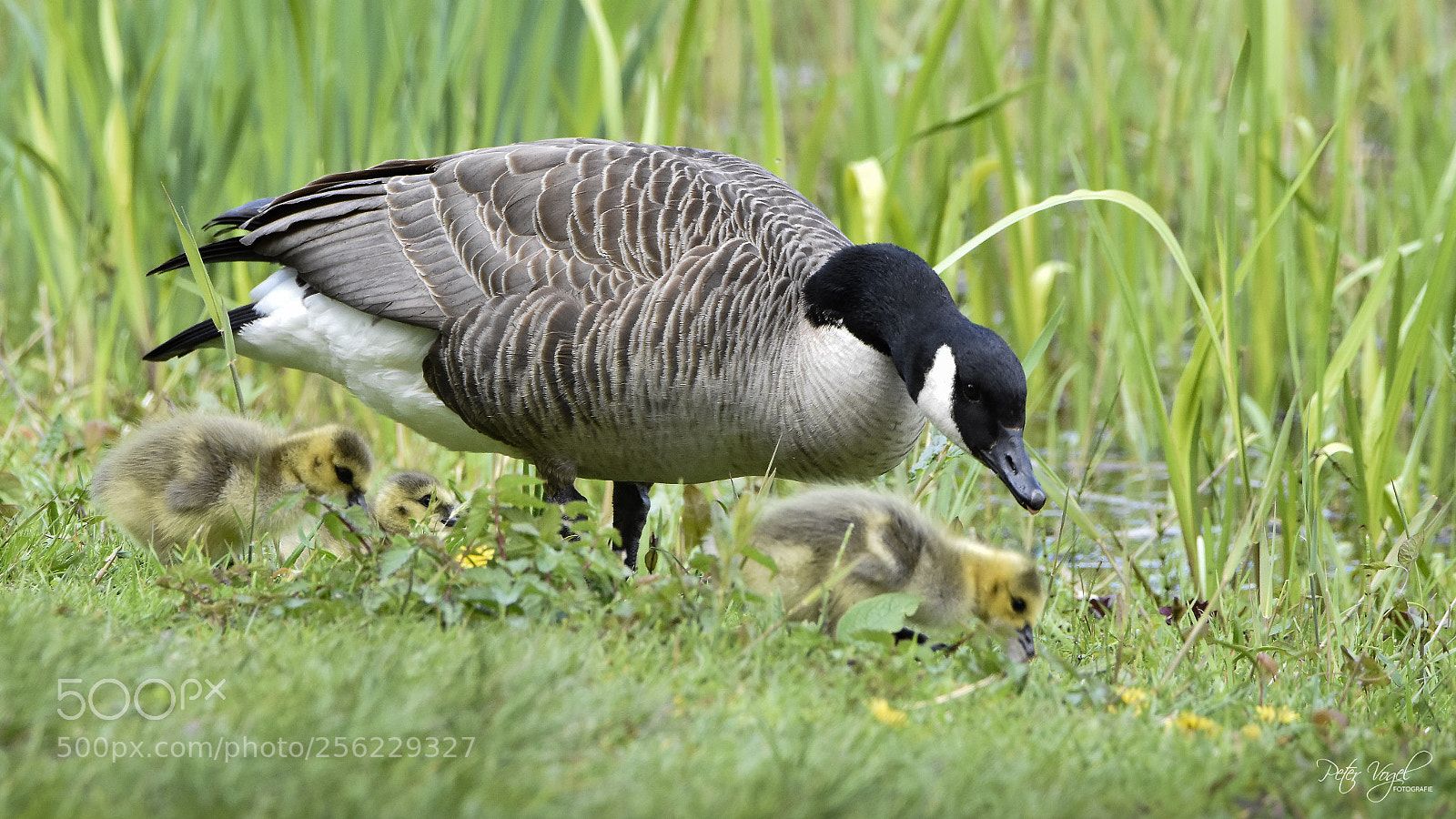 Nikon D7200 sample photo. Happy family photography
