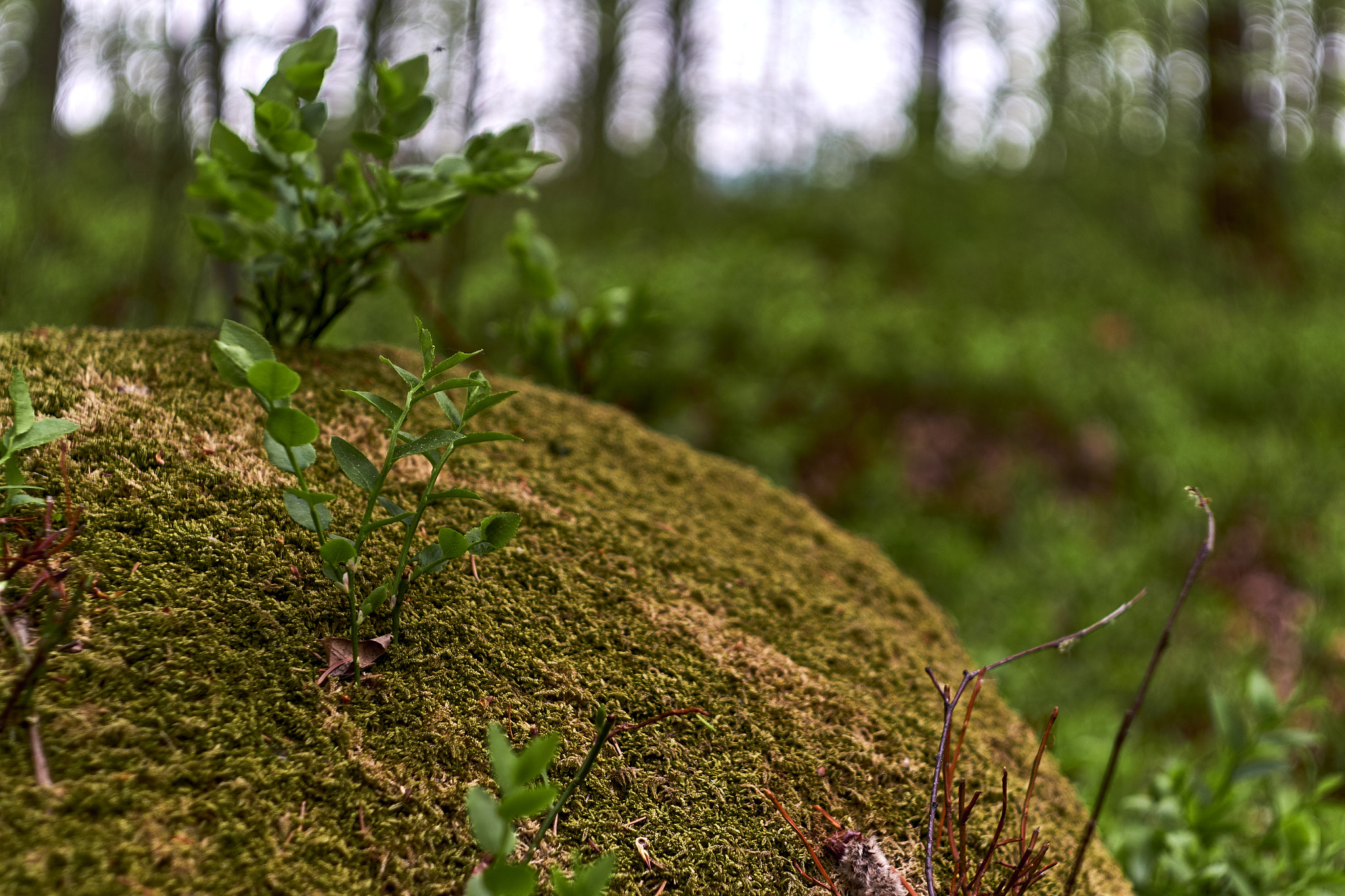 Fujifilm X-E2S sample photo. Green photography