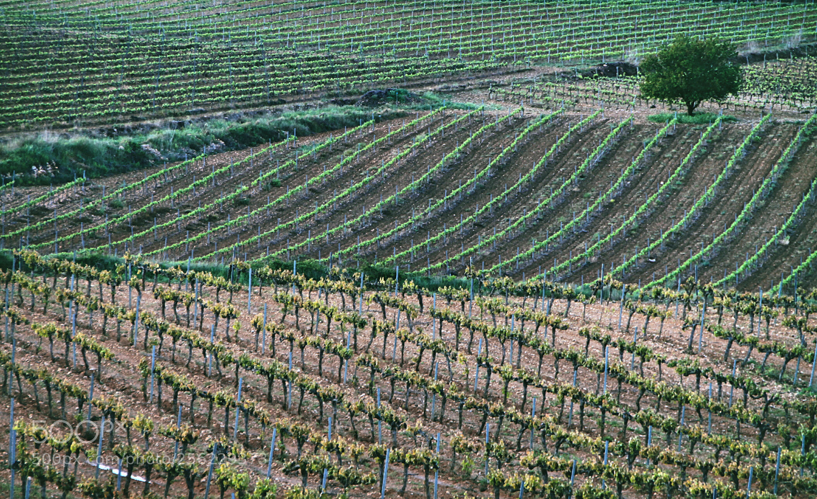 Canon EOS 50D sample photo. Waves of green vineyards photography