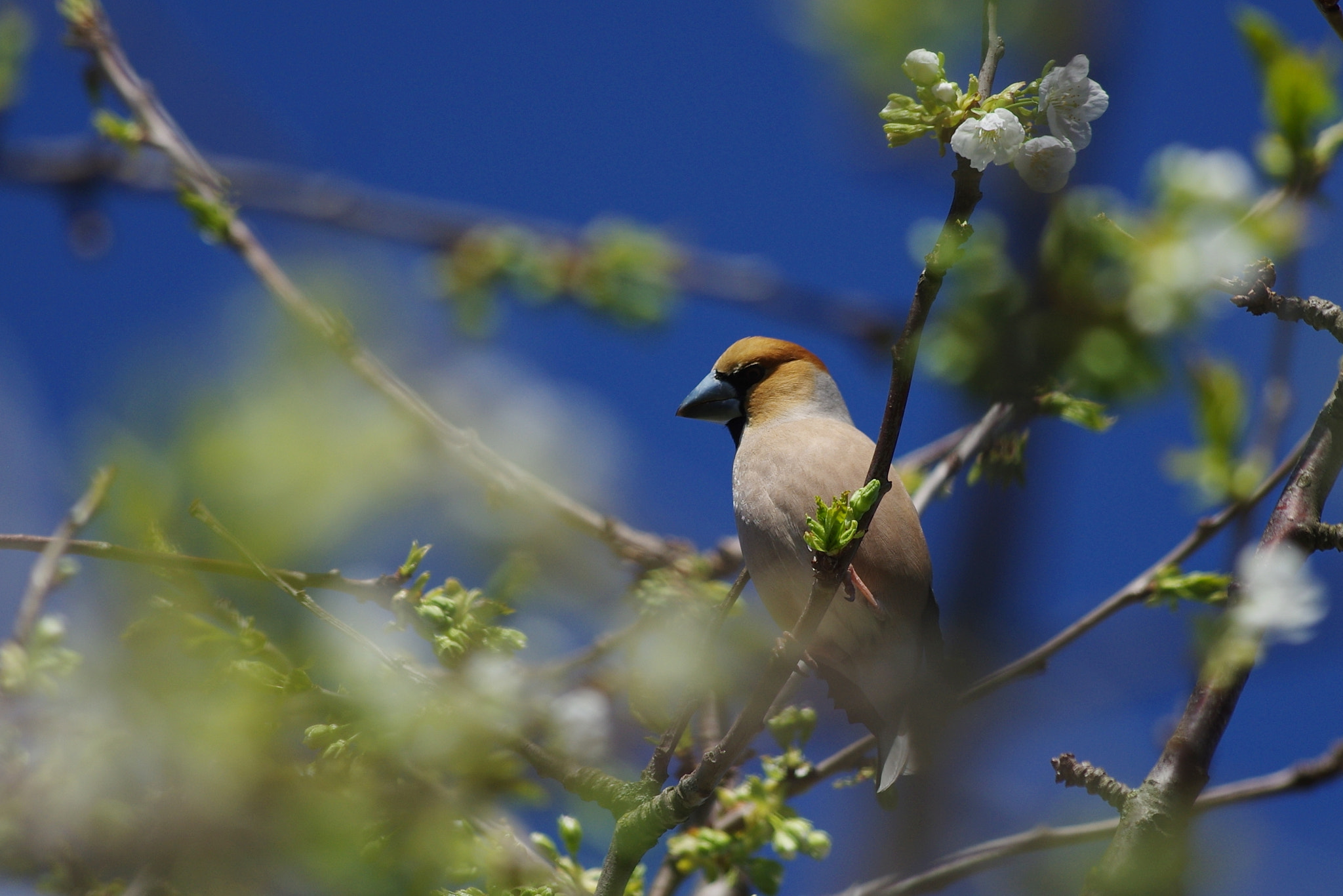 Pentax K-3 + Pentax smc DA* 300mm F4.0 ED (IF) SDM sample photo. Svilikas (coccothraustes coccothraustes) photography