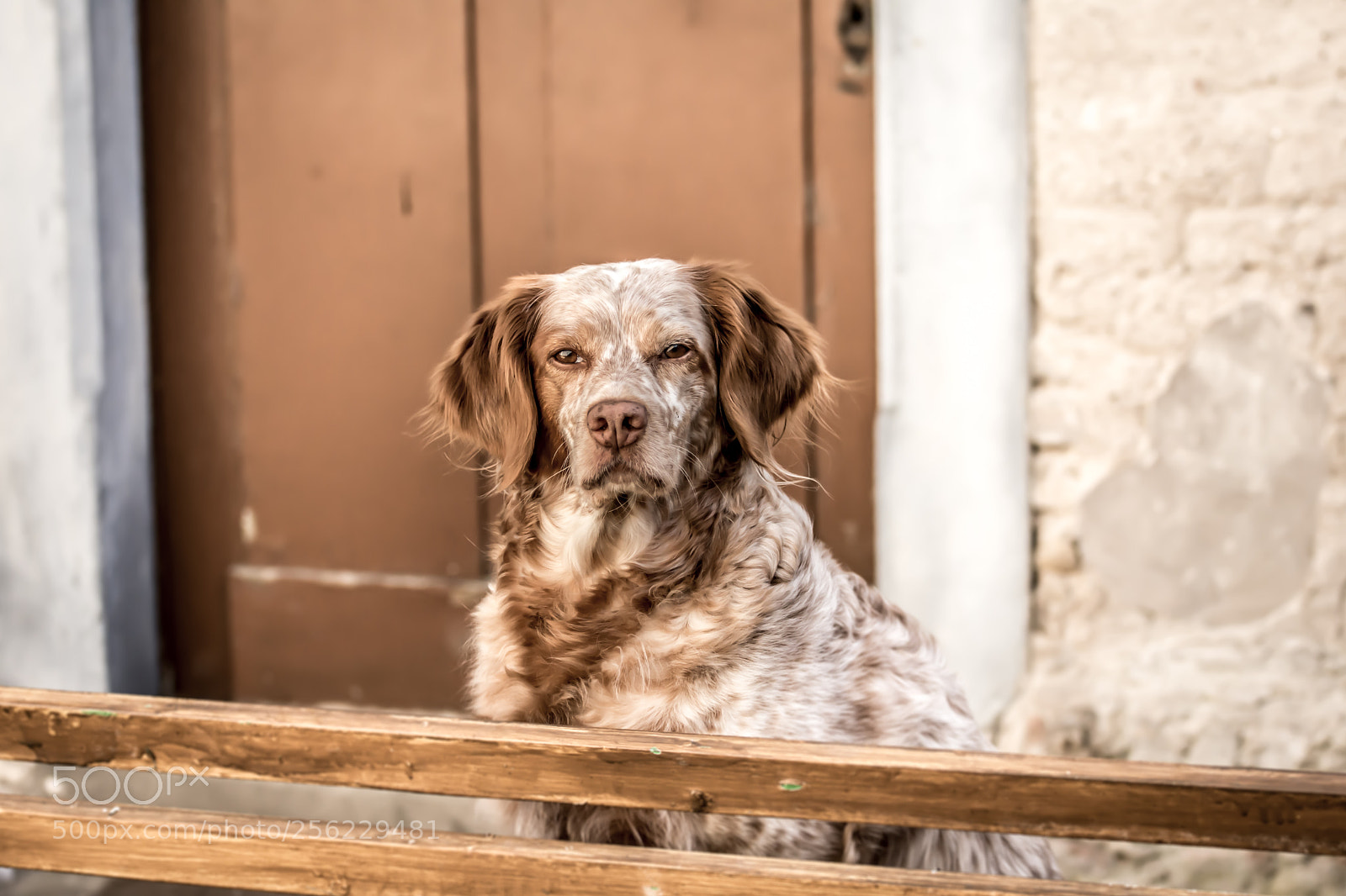 Nikon D7200 sample photo. Koukla on the bench photography