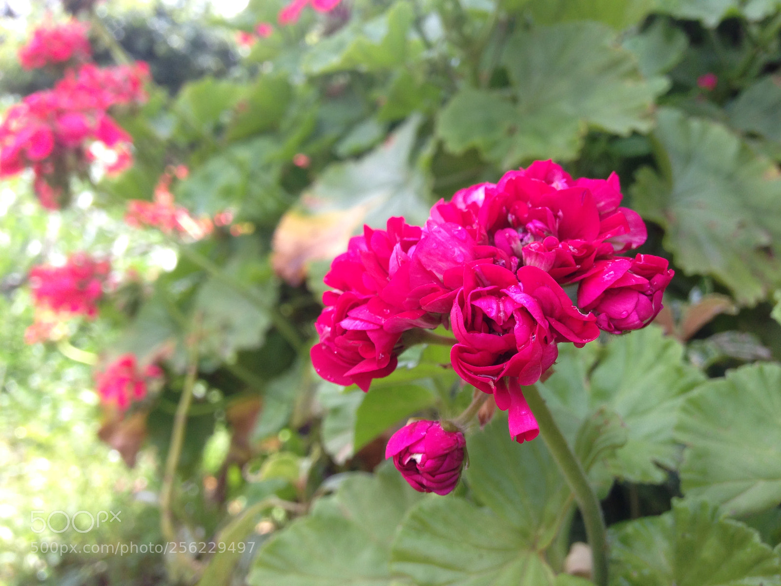 Apple iPhone 5 sample photo. [] photography