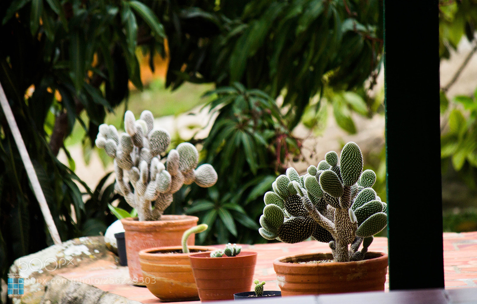 Canon EOS 1100D (EOS Rebel T3 / EOS Kiss X50) sample photo. Flores de barichara  photography