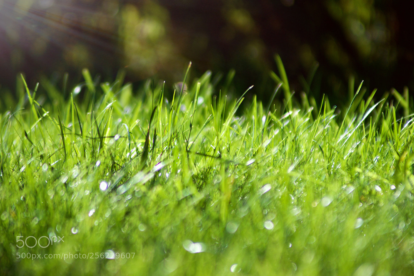 Nikon D3300 sample photo. Grass photography