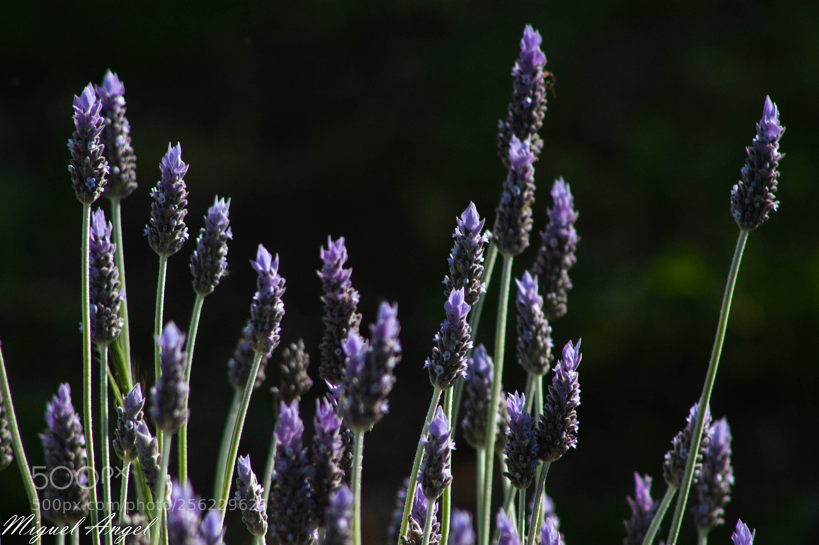 Canon EOS 500D (EOS Rebel T1i / EOS Kiss X3) sample photo. Bonita primavera photography