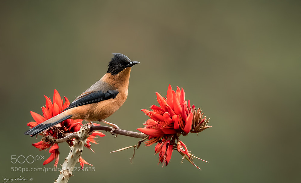 Nikon D5 sample photo. Rufous sibia photography