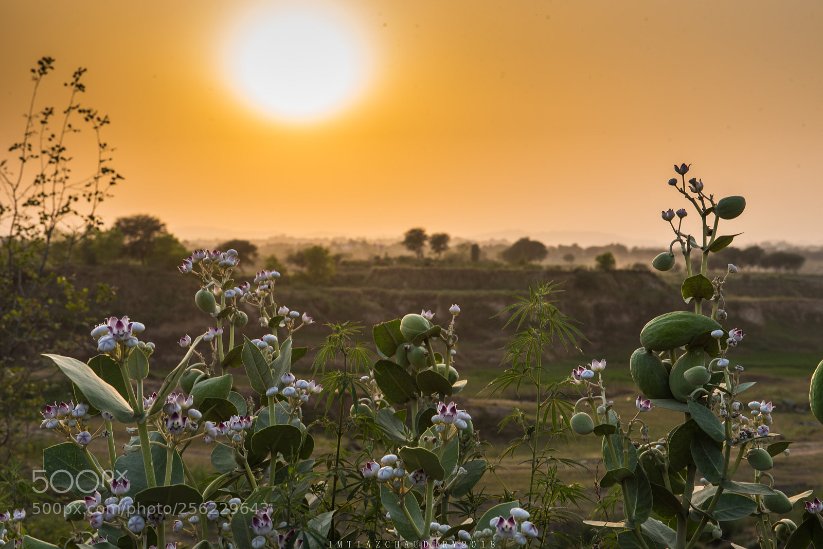 Nikon D750 sample photo. Wild flowers photography