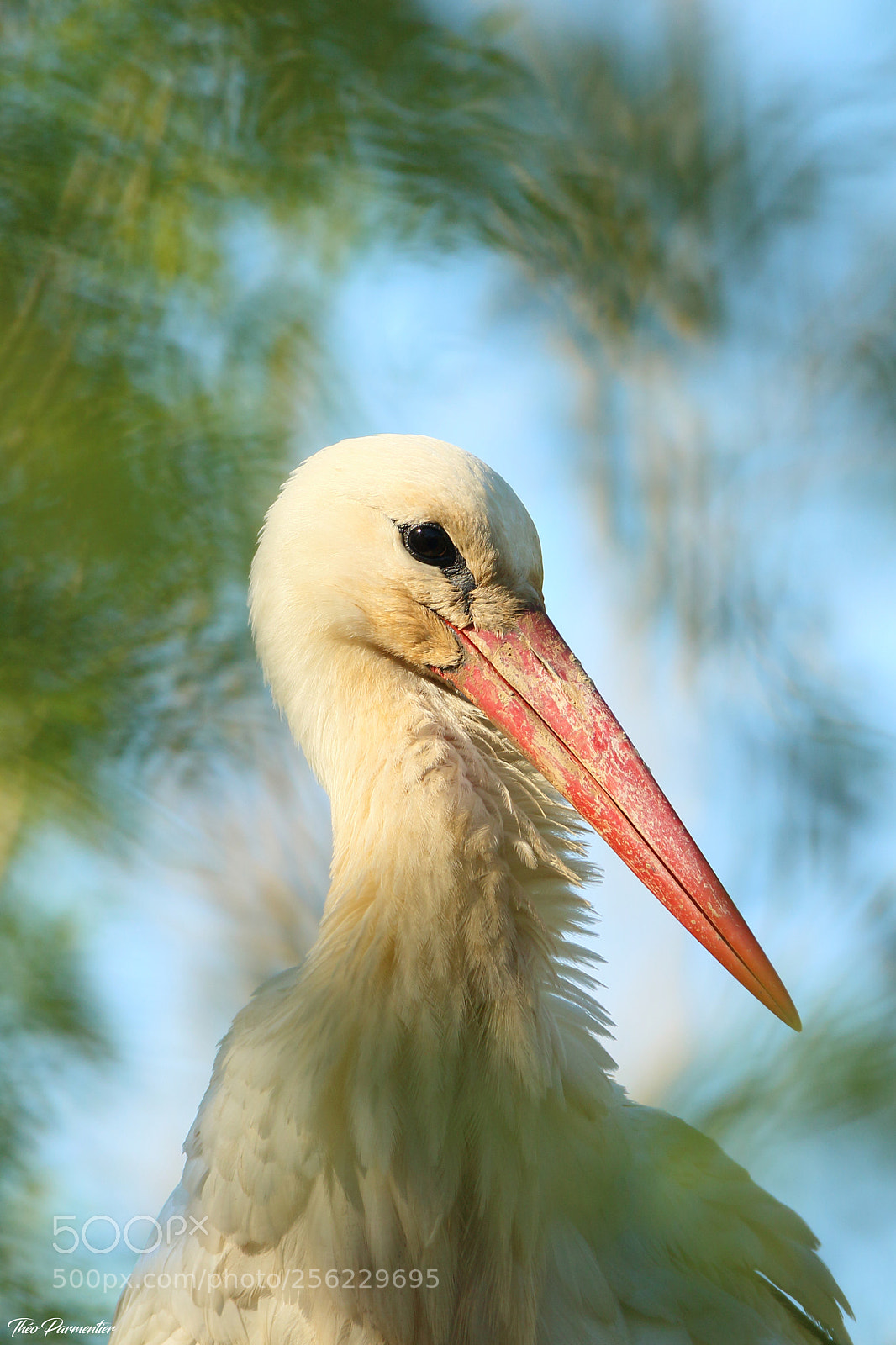 Canon EOS 7D Mark II sample photo. White stork - cigogne photography