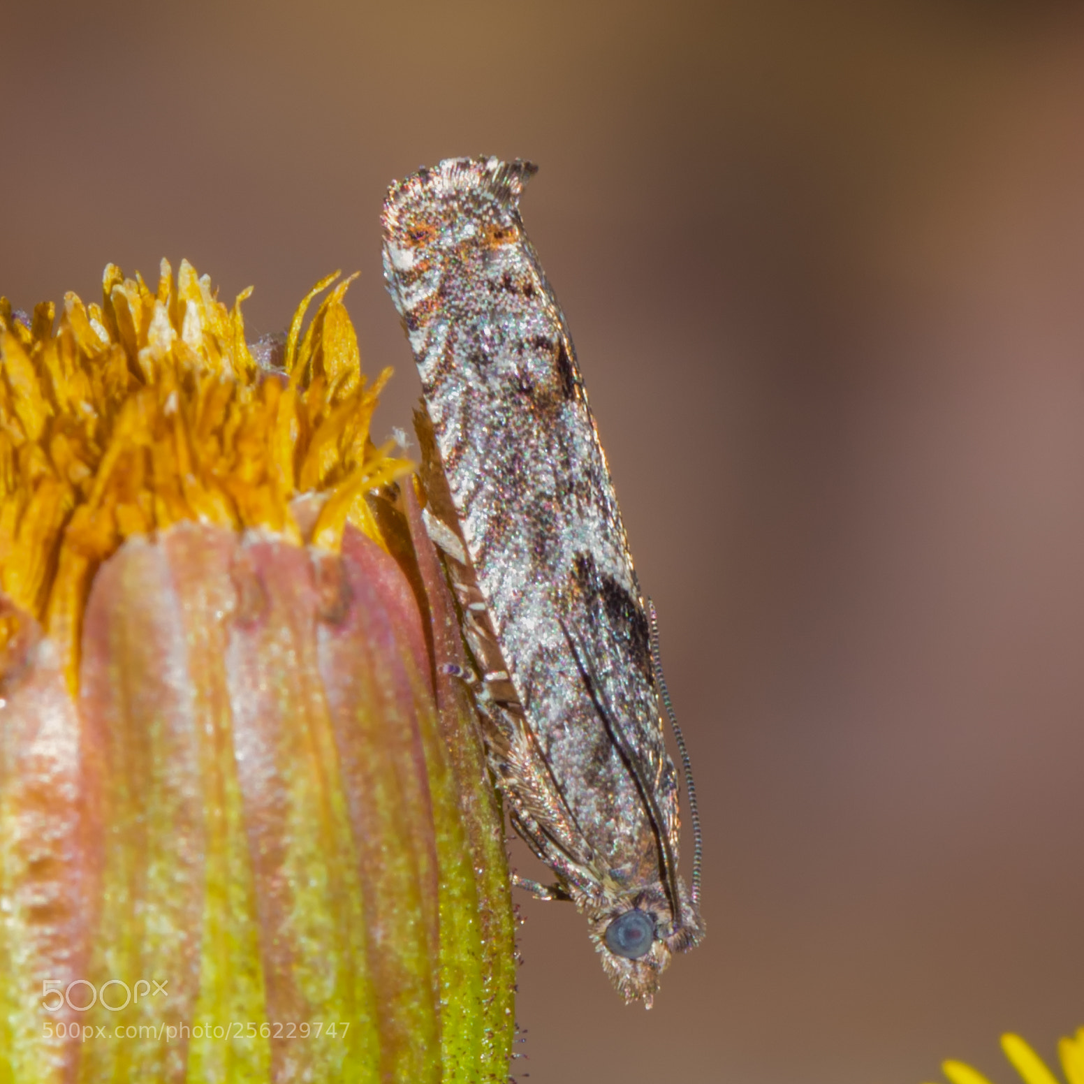 Nikon D7200 sample photo. Moth on coltsfoot photography