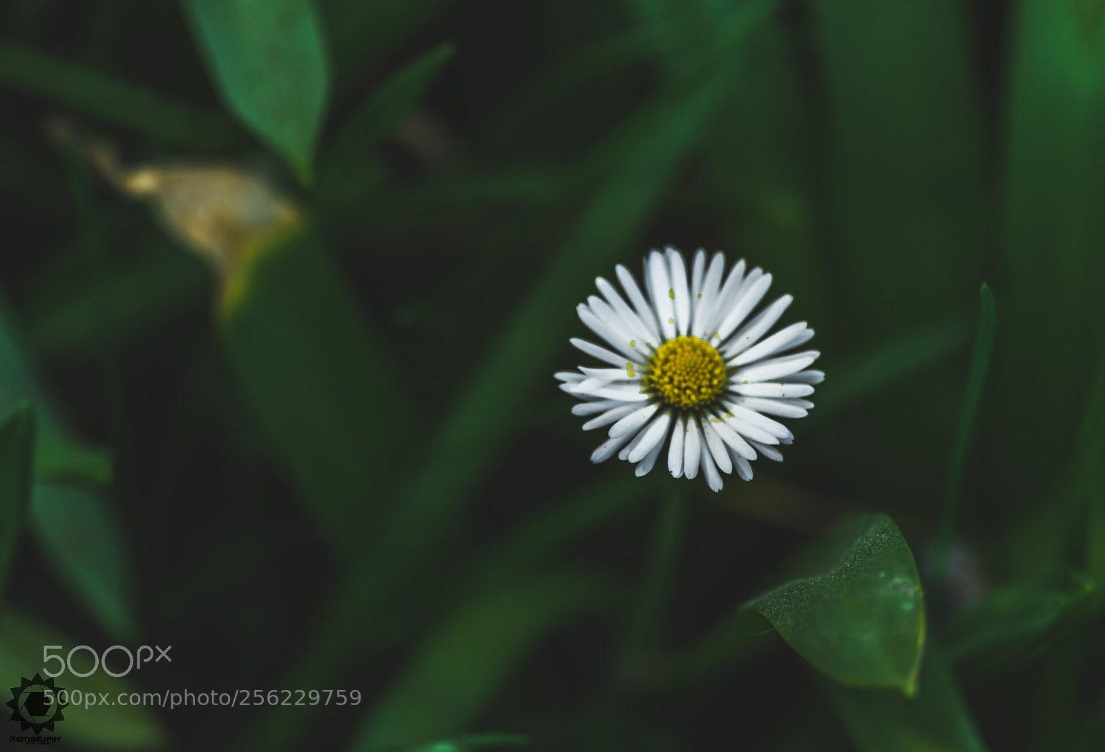 Nikon D750 sample photo. Daisy photography