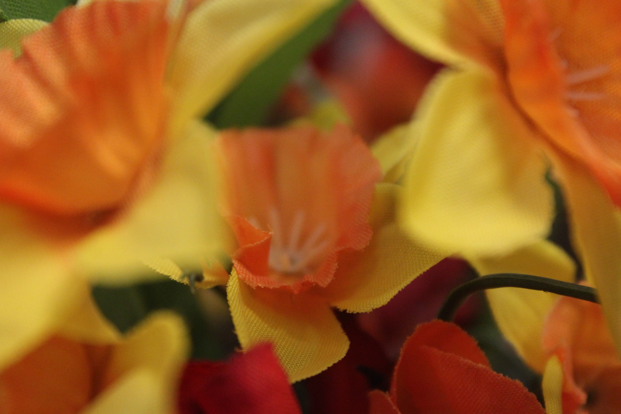 Canon EF-S 18-55mm F3.5-5.6 IS sample photo. Up close with organic life photography