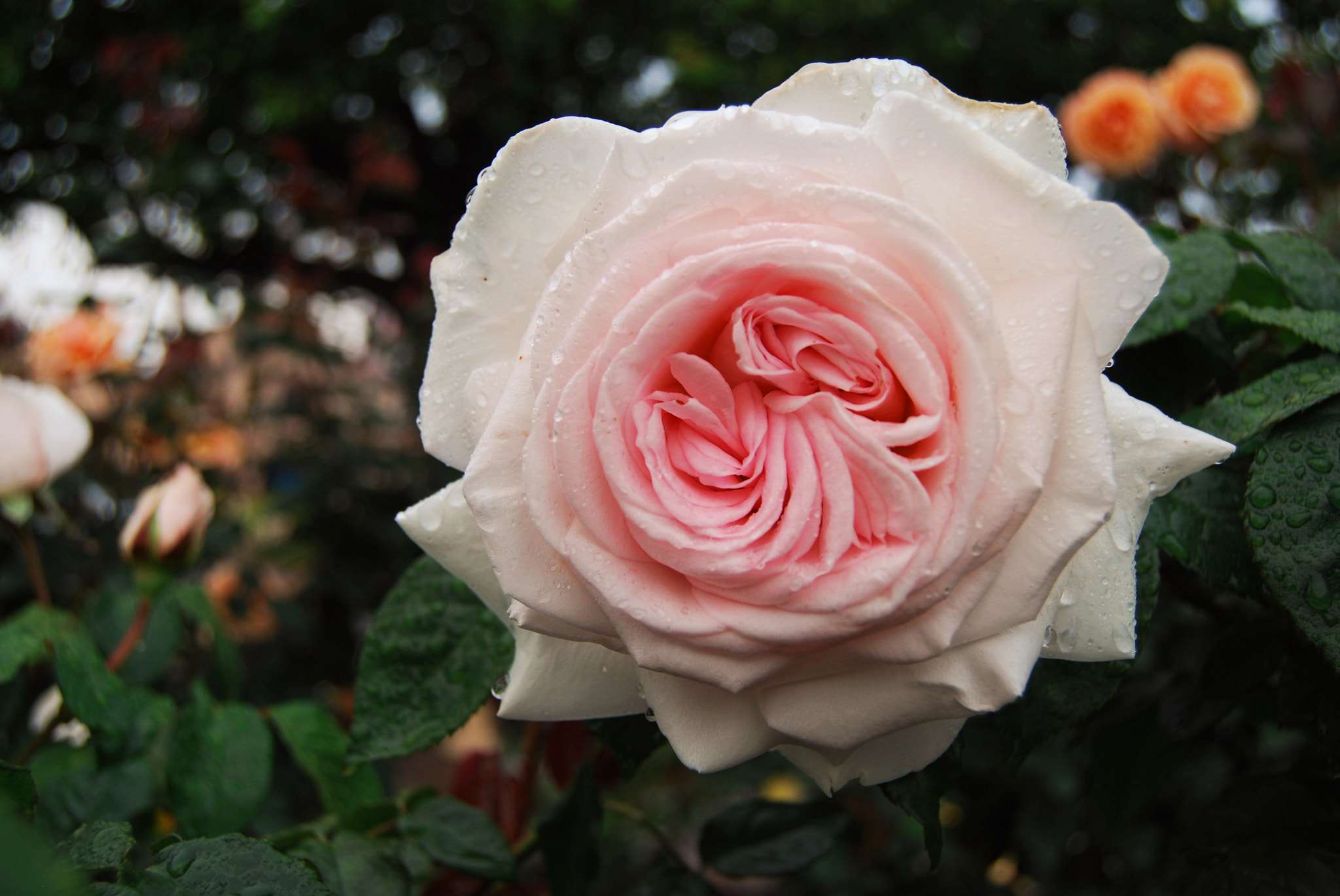 Nikon D40X sample photo. Whiterose photography