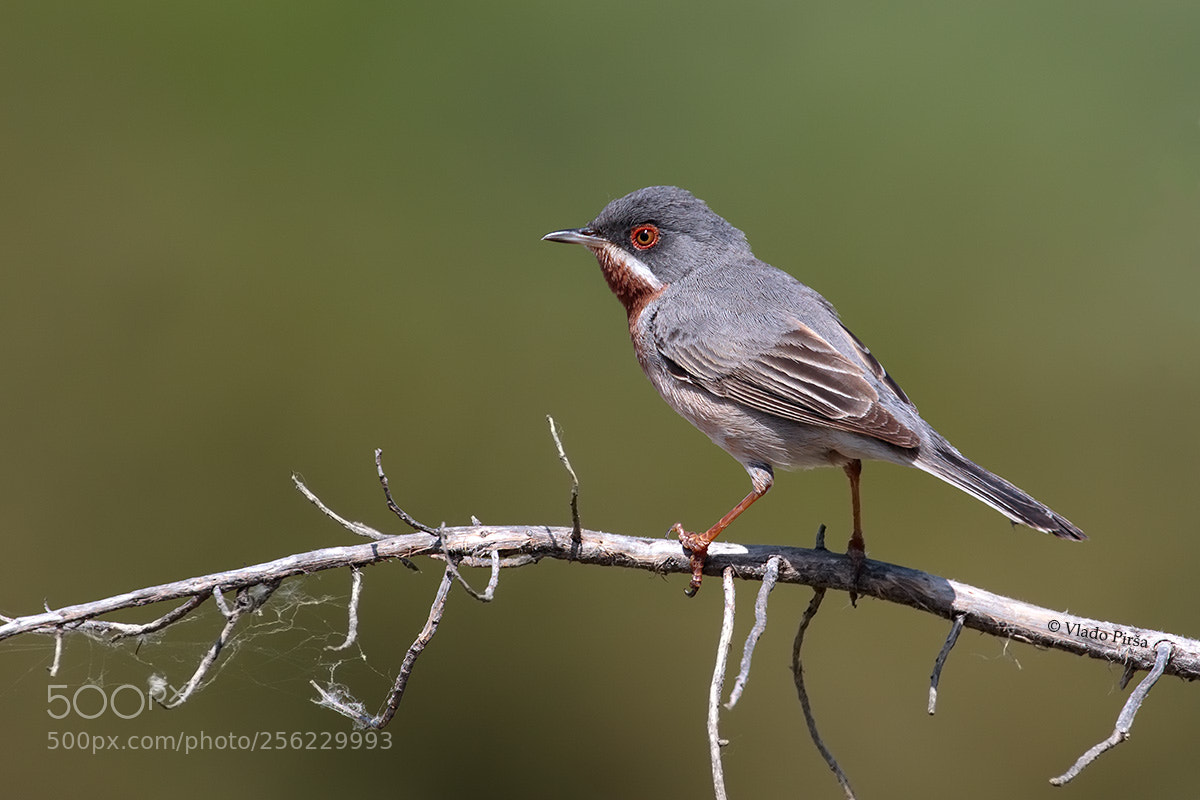 Canon EOS 7D Mark II sample photo. Subalpine warbler photography