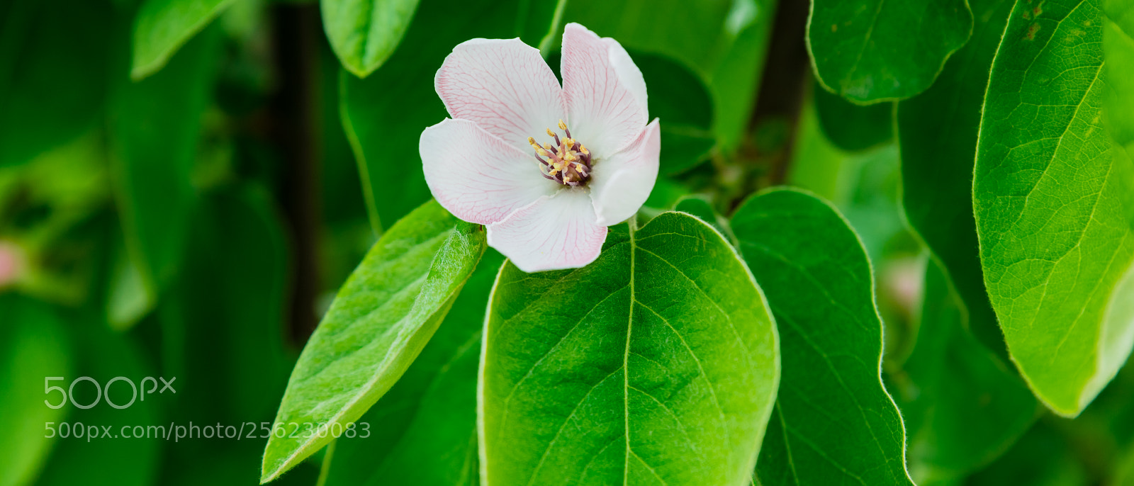 Nikon D850 sample photo. White flower photography