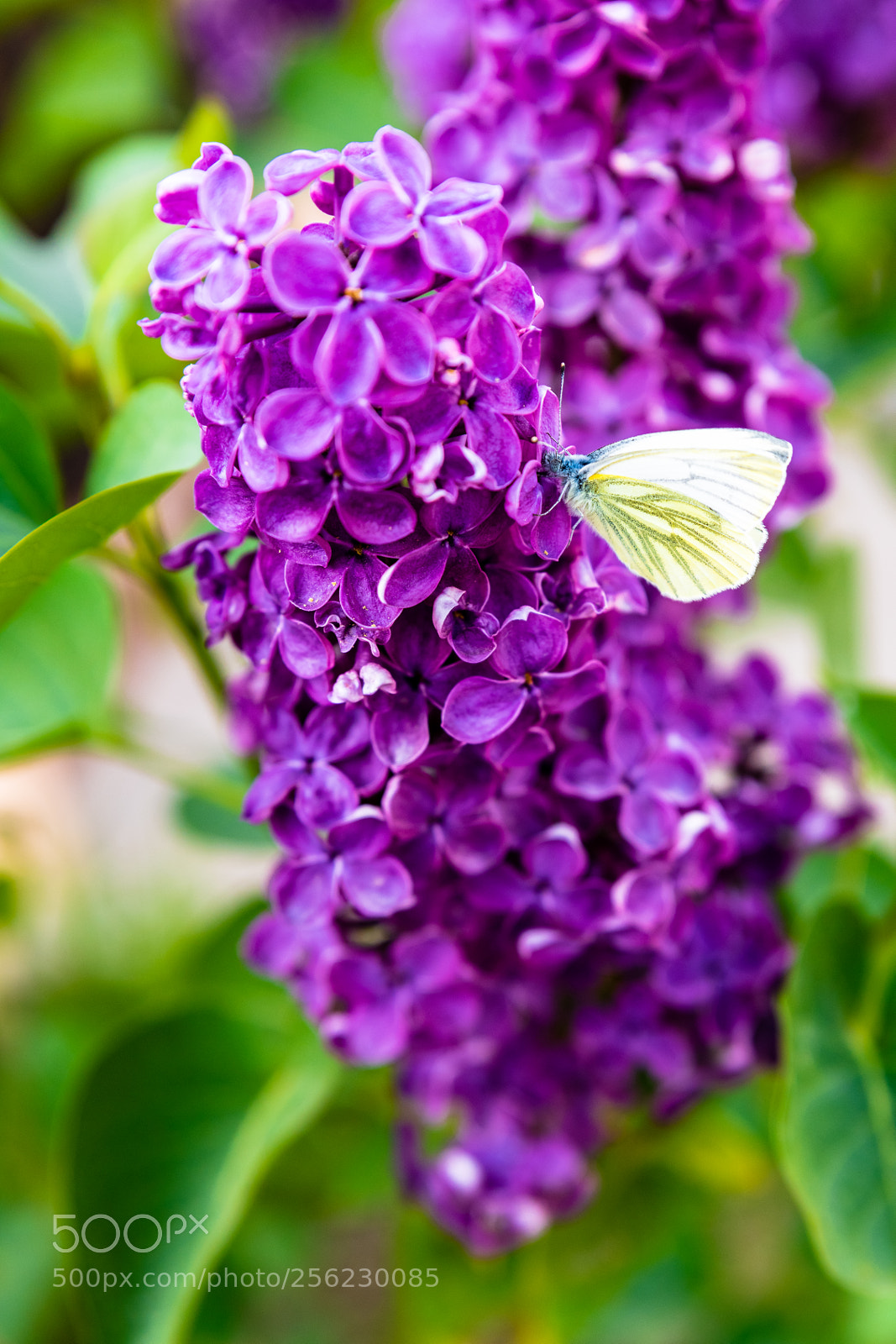 Nikon D850 sample photo. Yellow butterfly on purple photography