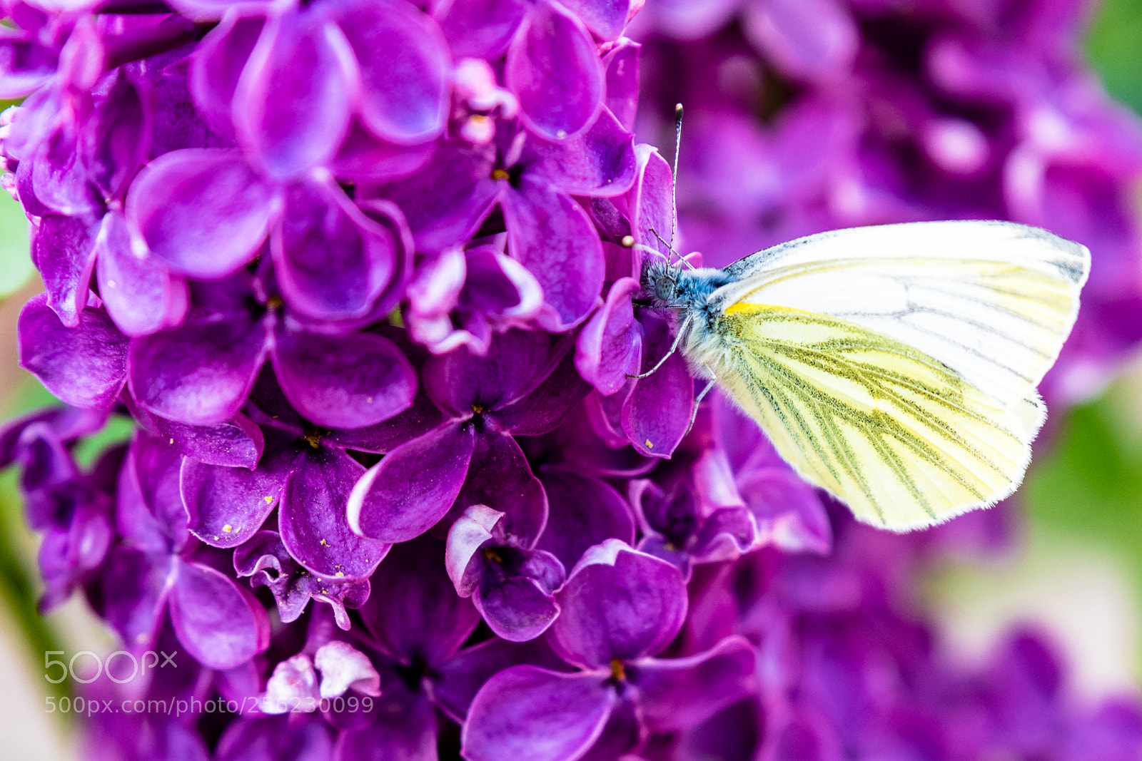 Nikon D850 sample photo. Yellow butterfly on purple photography