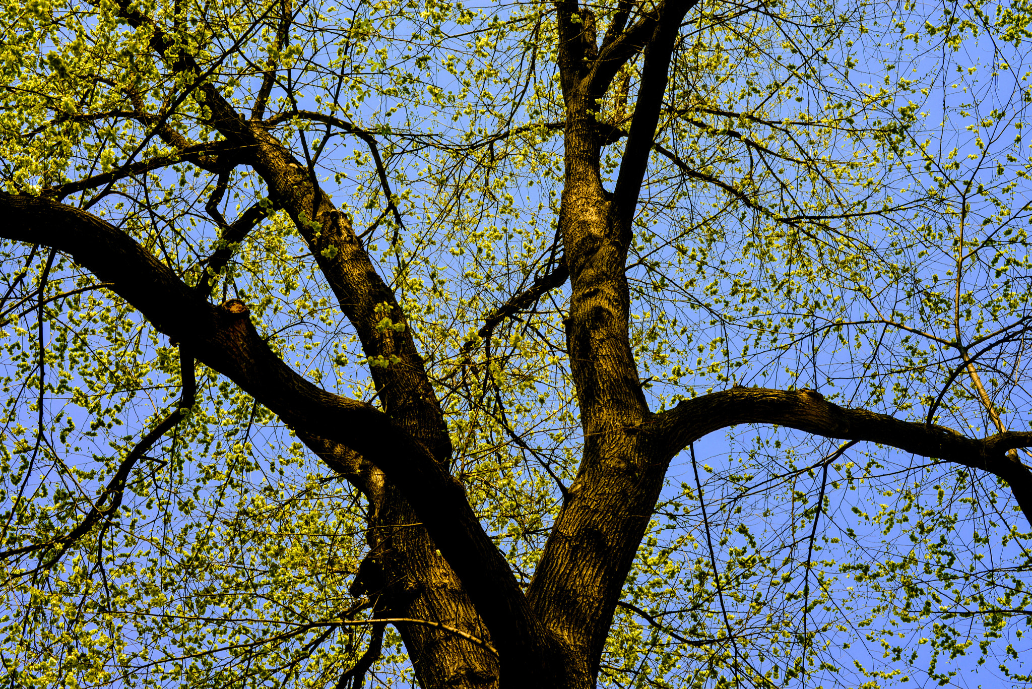 Nikon D800 + Nikon AF-S Nikkor 50mm F1.8G sample photo. Lofty photography