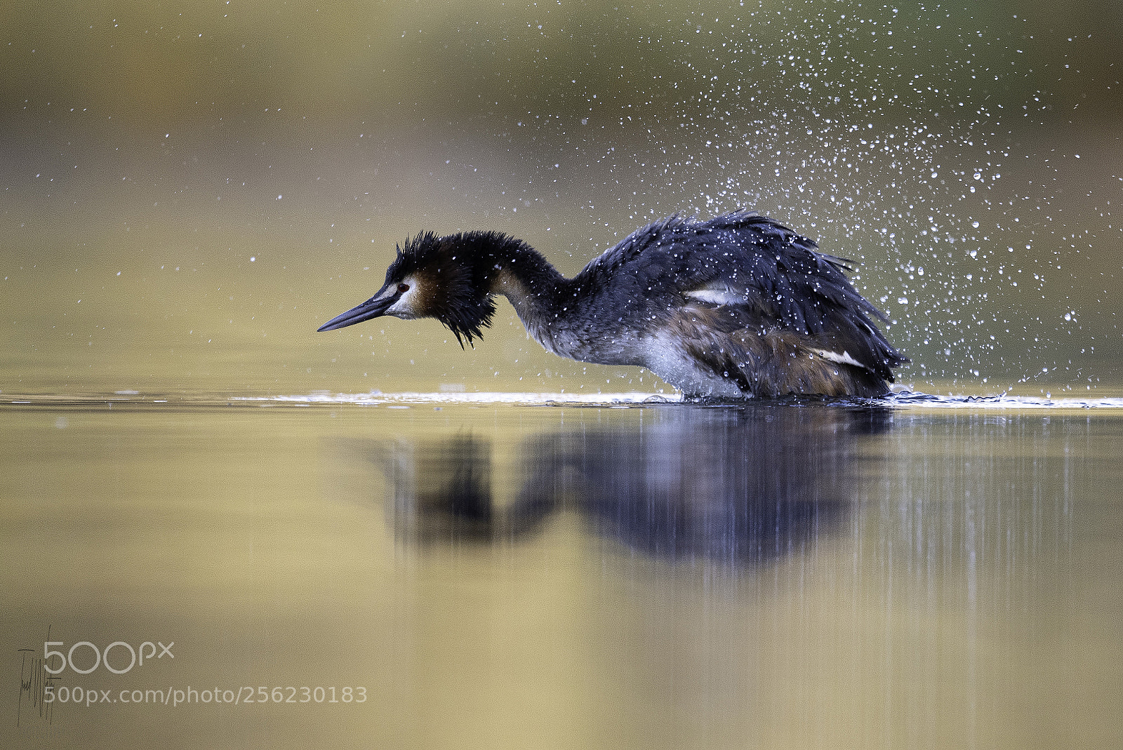 Nikon D500 sample photo. Great crested grebe photography