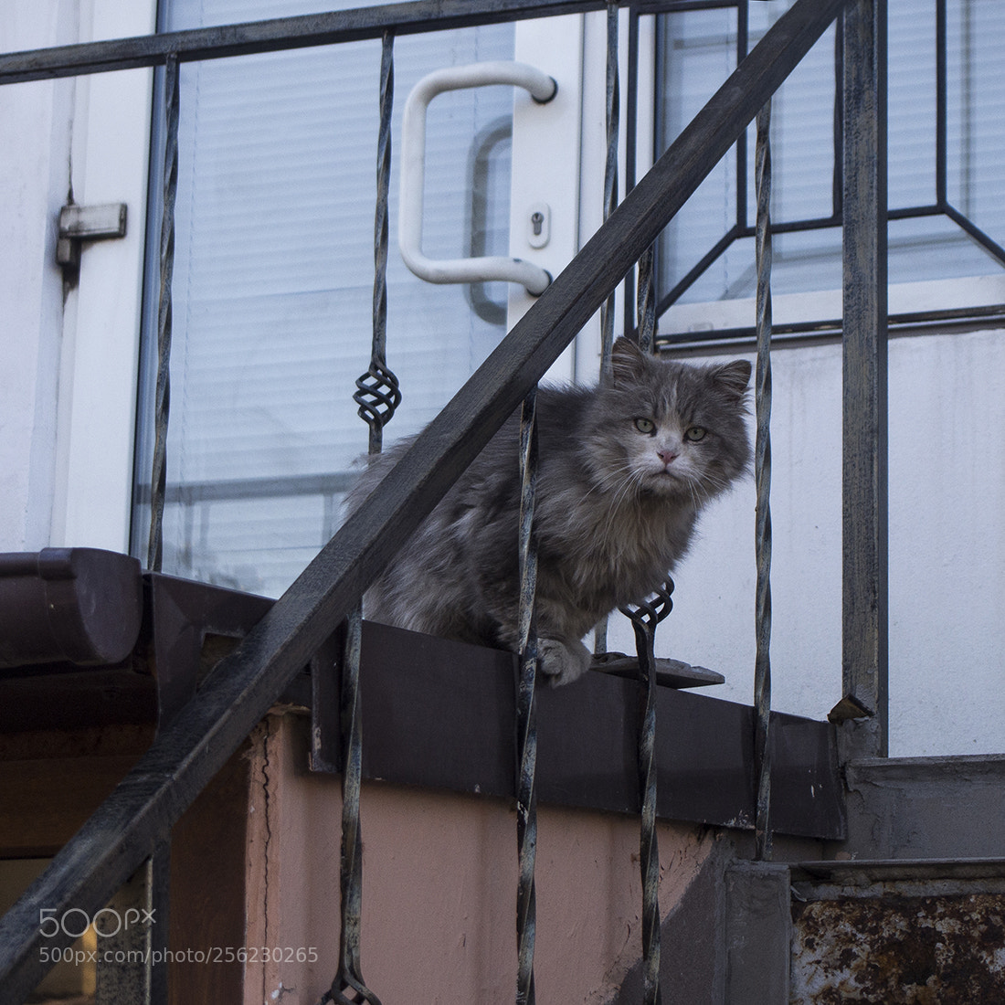 Olympus PEN E-PL5 sample photo. Молдованка photography