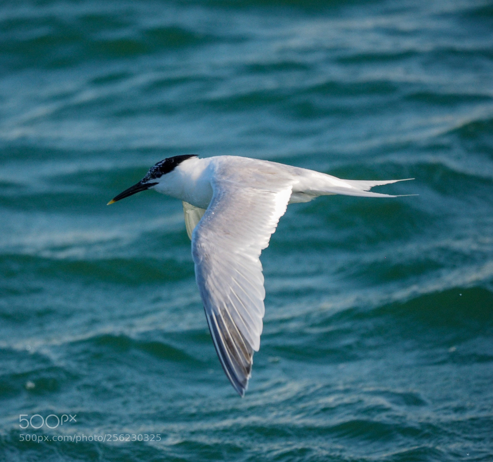 Olympus OM-D E-M1 sample photo. Charran patinegro photography