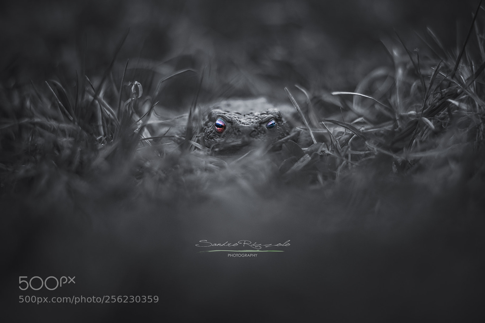 Nikon D750 sample photo. Frogview photography