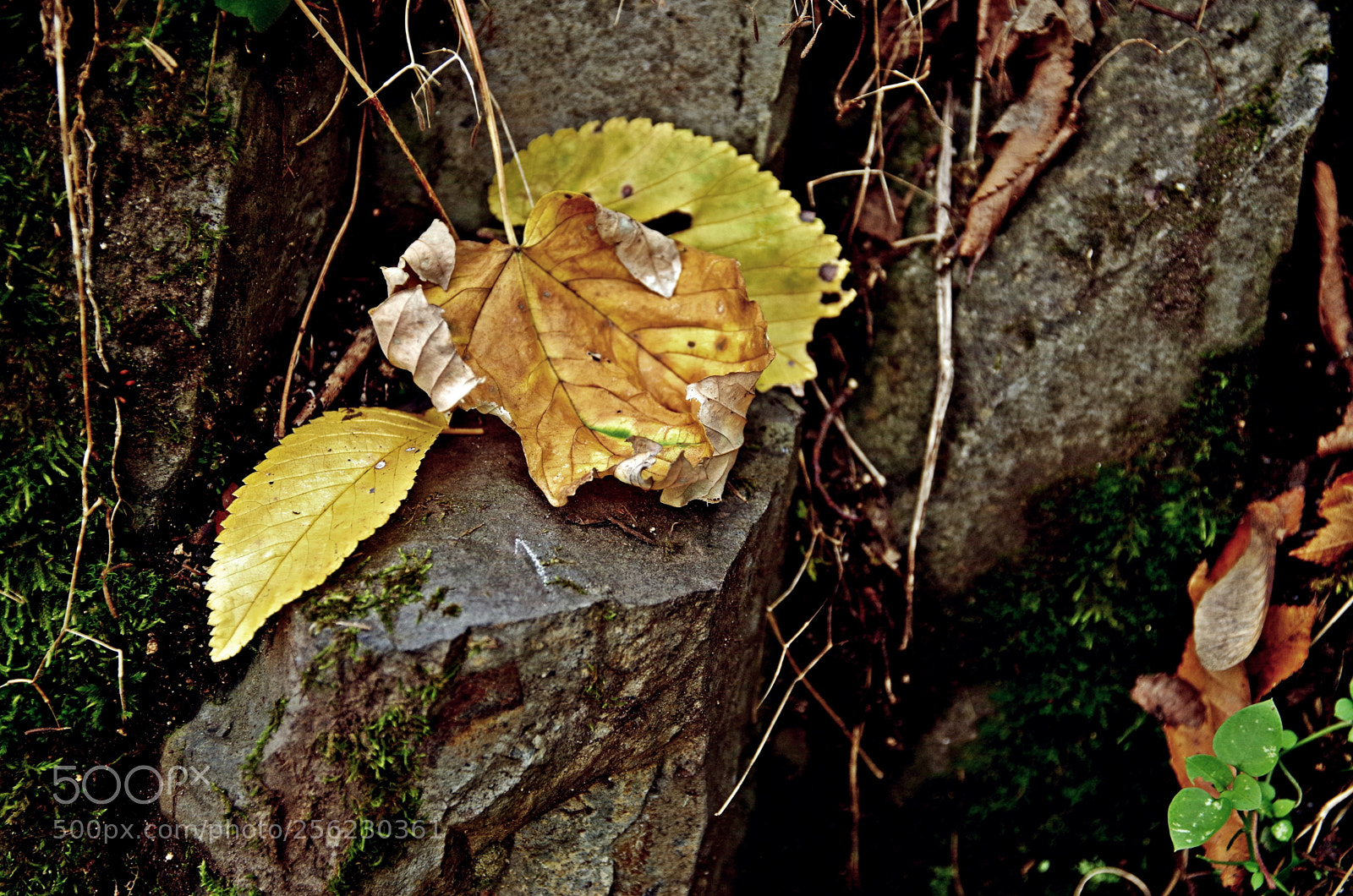 Pentax K-50 sample photo. Stones and leafs photography