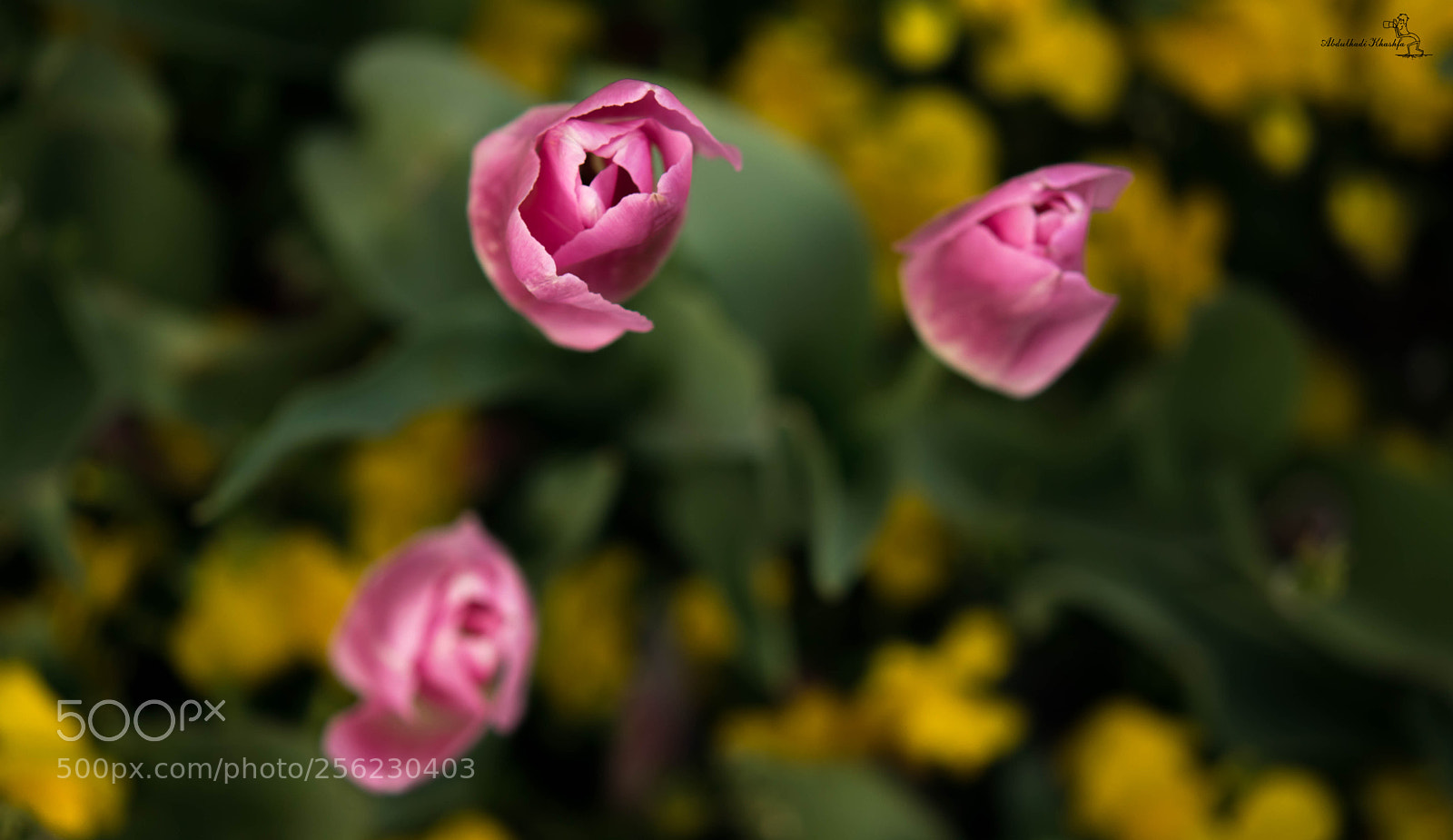 Nikon D3300 sample photo. Tulep photography
