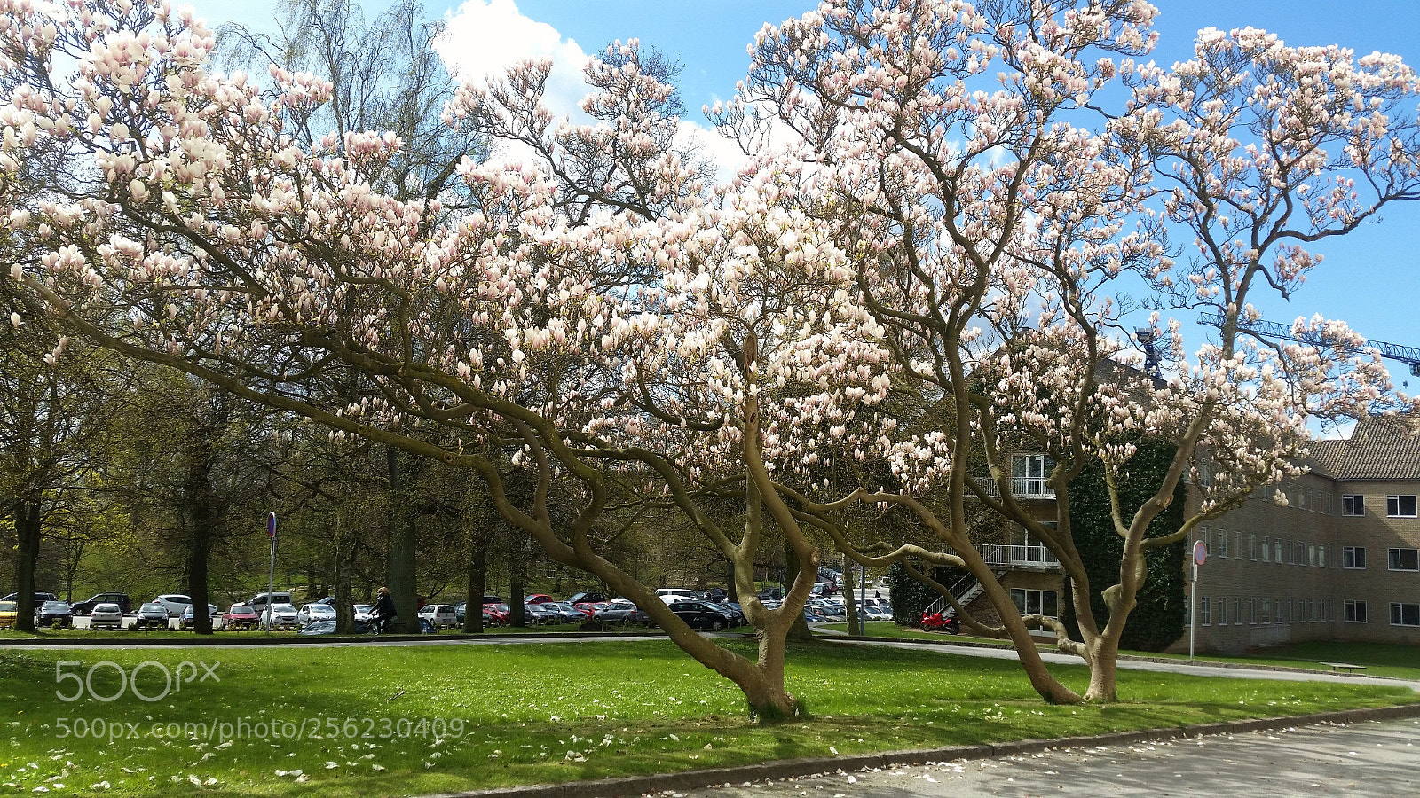 Samsung Galaxy S5 sample photo. Tree photography