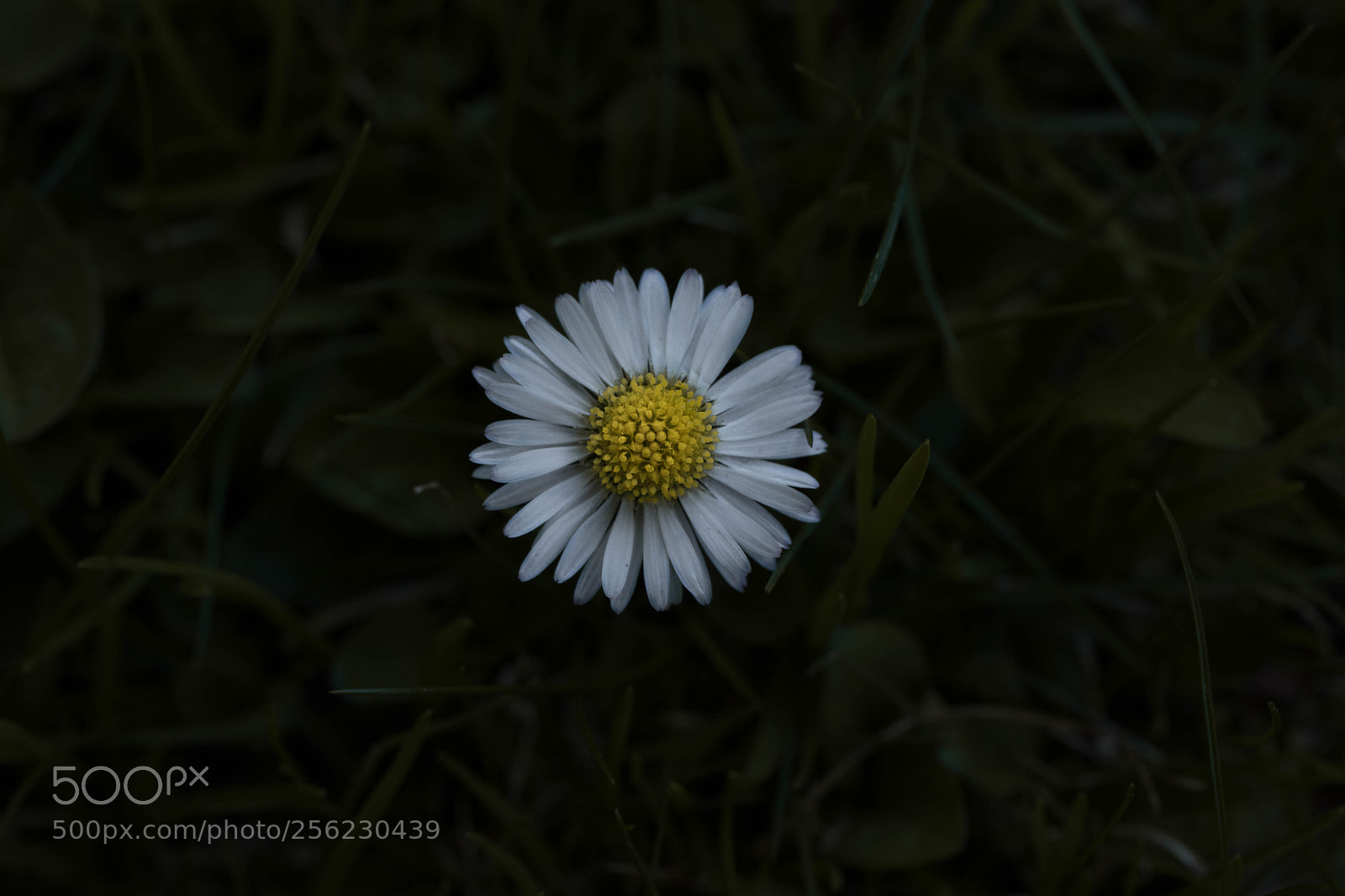 Canon EOS 80D sample photo. Daisy ? photography