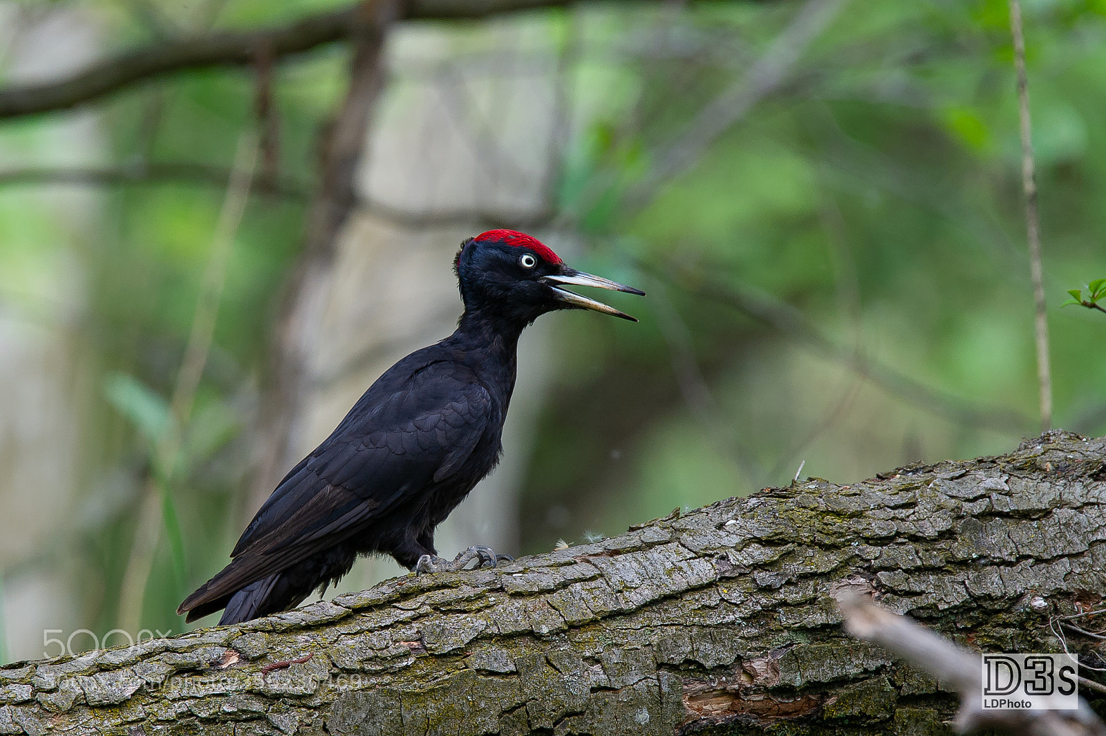 Nikon D3S sample photo. Black woodpecker photography