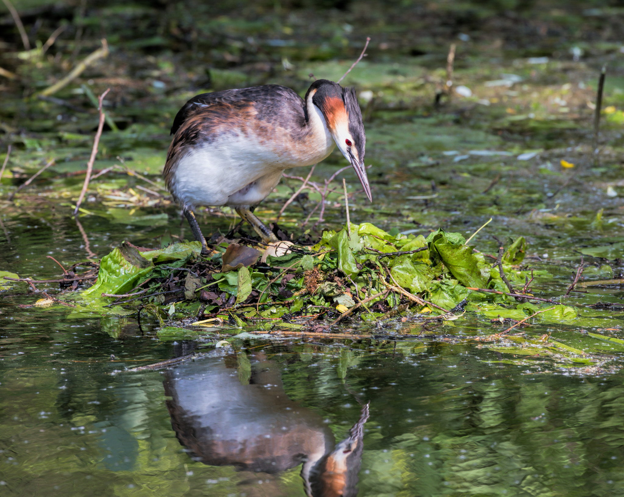 Grebes