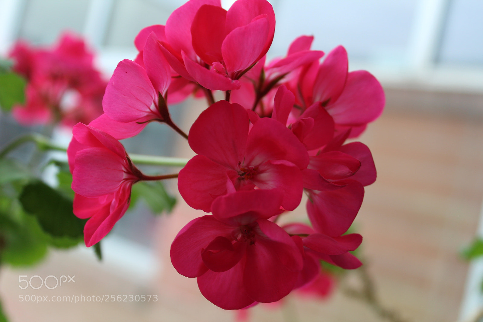 Canon EOS 1300D (EOS Rebel T6 / EOS Kiss X80) sample photo. Img photography