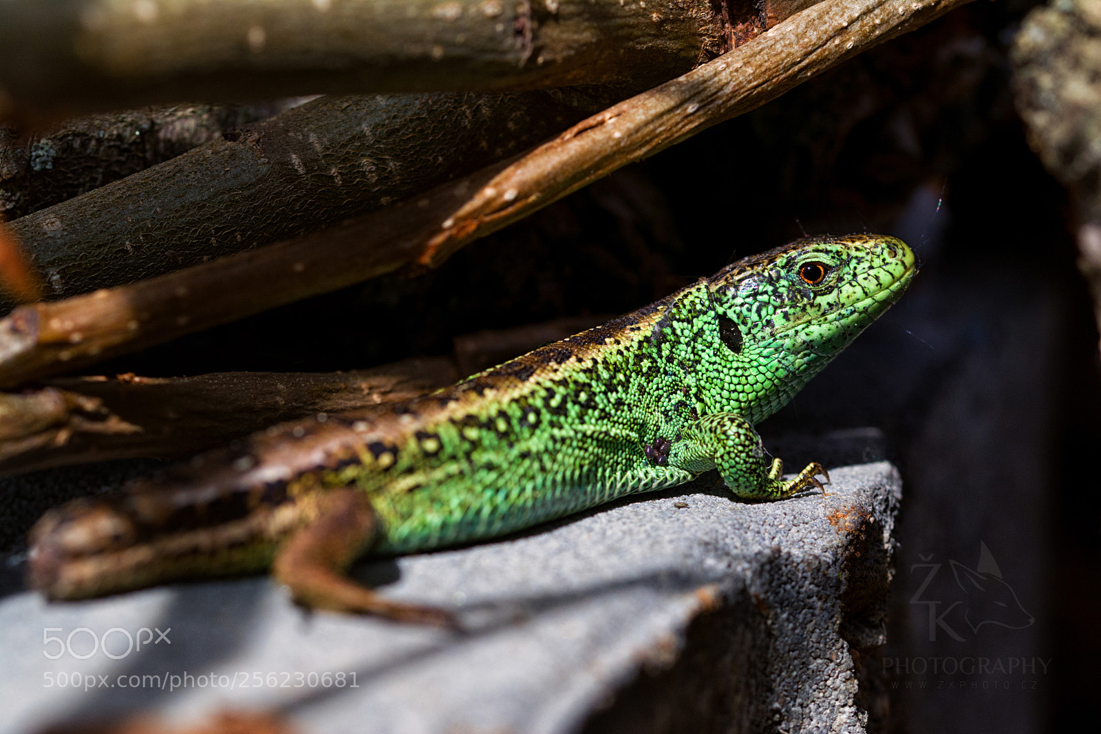 Nikon D5200 sample photo. Sand lizard photography