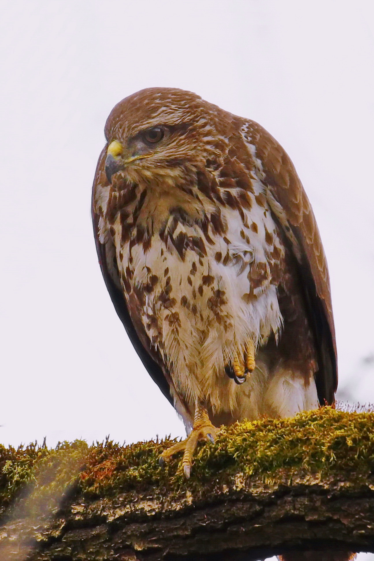 Canon EF 300mm F2.8L IS II USM sample photo. Buteo buteo photography