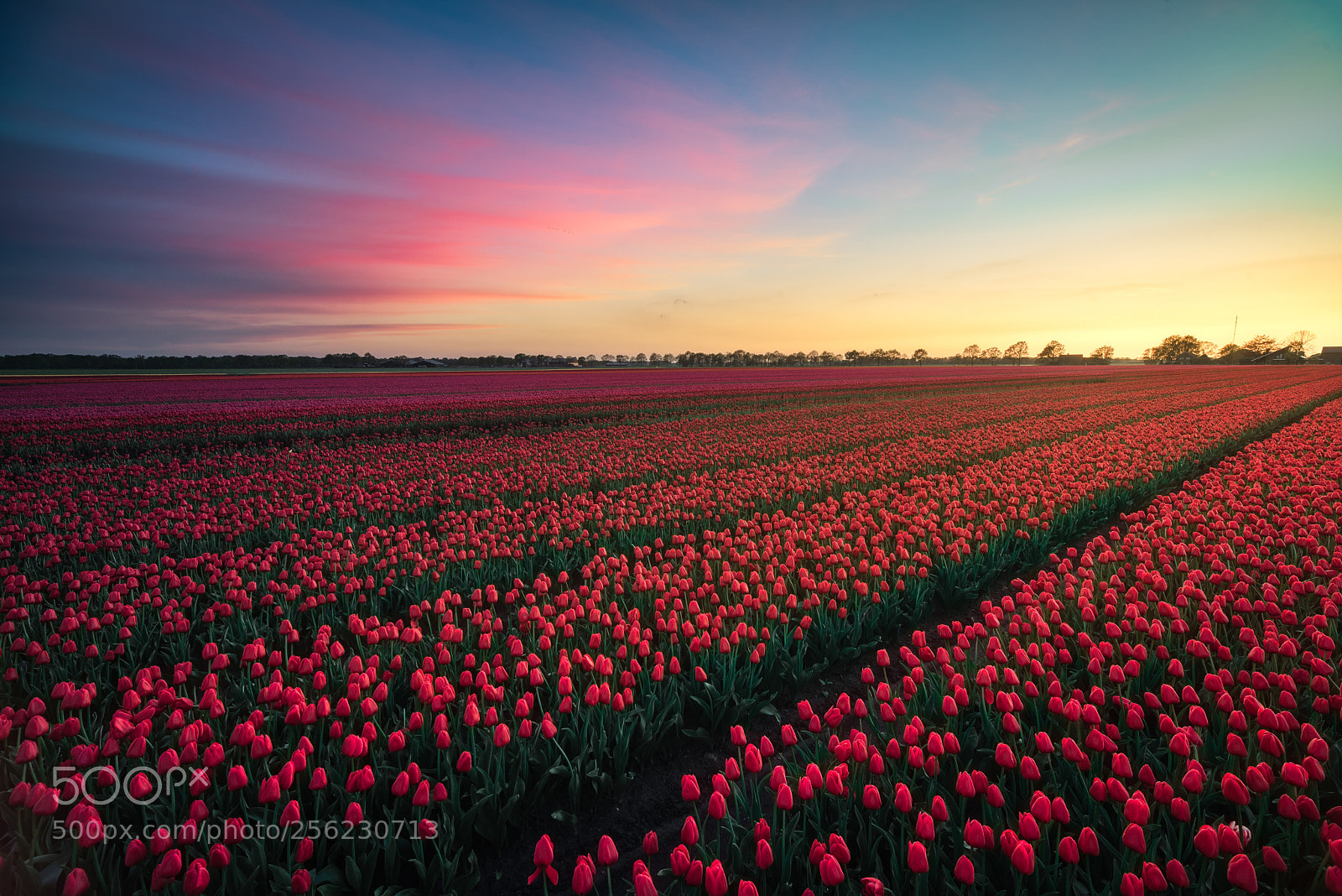 Nikon D750 sample photo. Tulip field photography