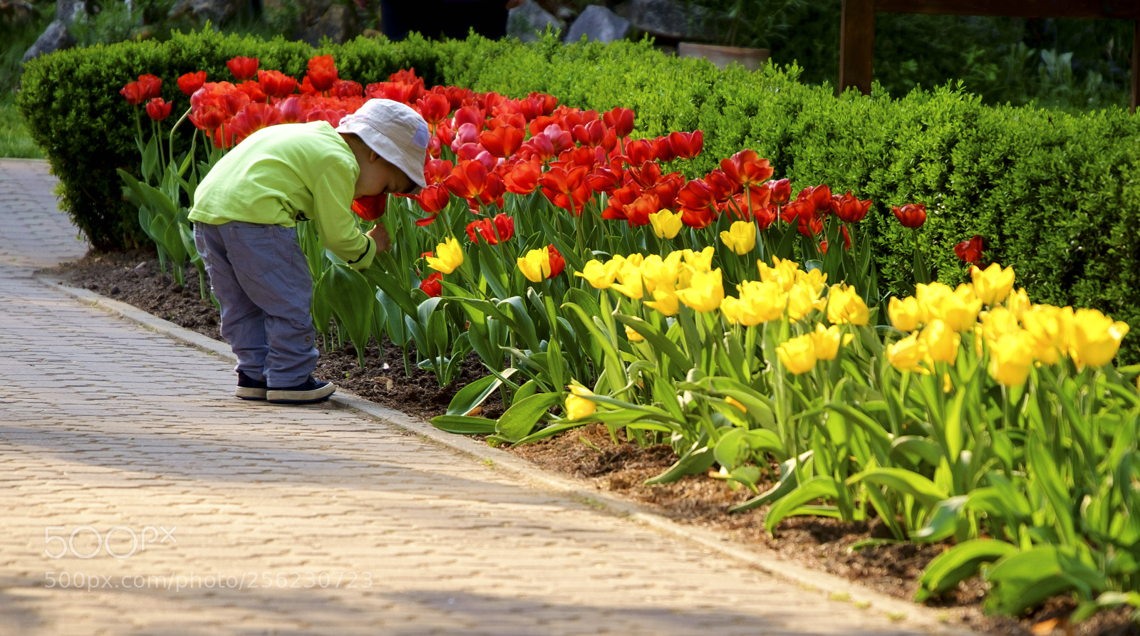 Fujifilm X-Pro1 sample photo. Smelling tulip photography