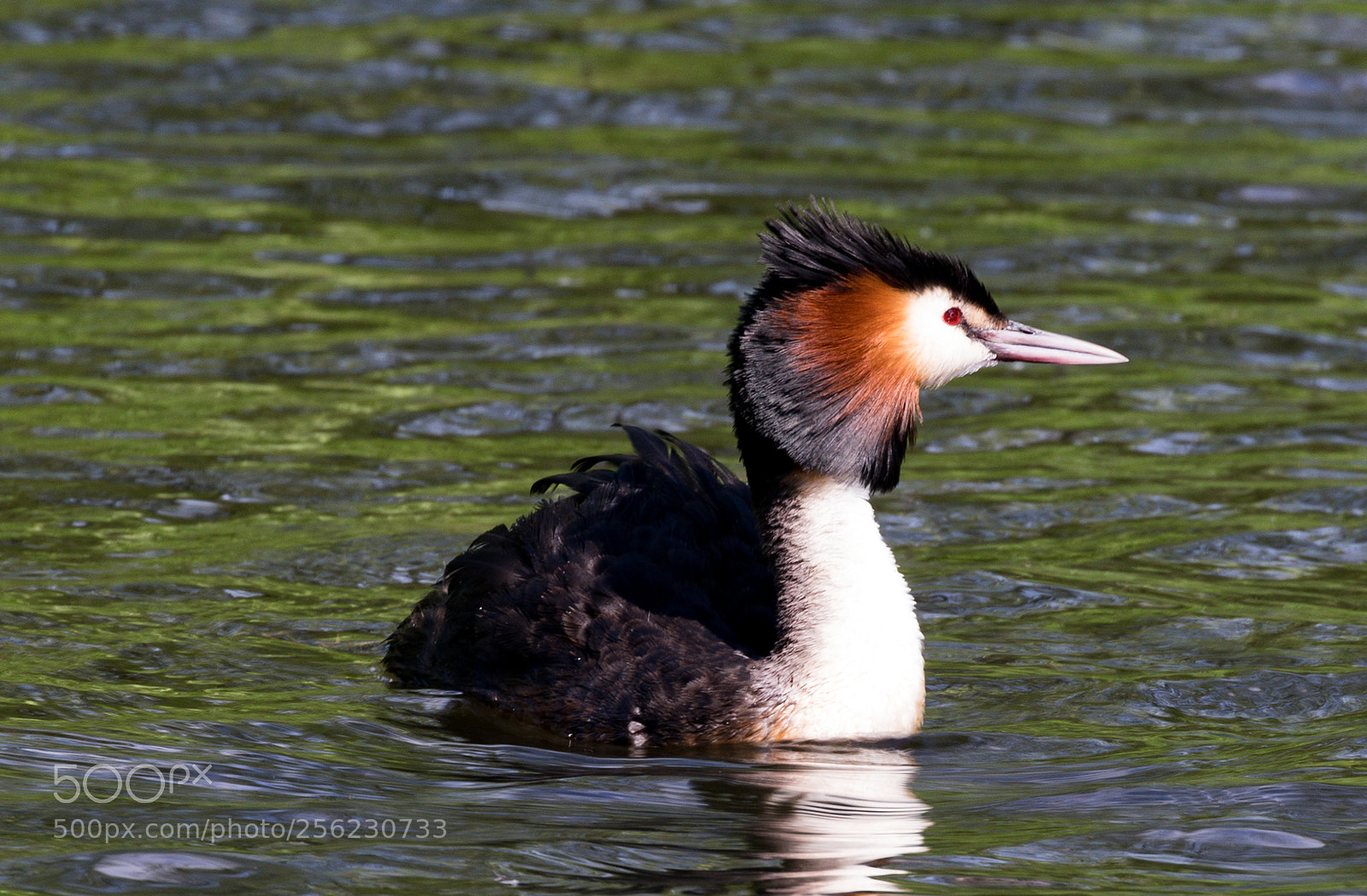Canon EOS 5D Mark IV sample photo. Grebes-1 photography