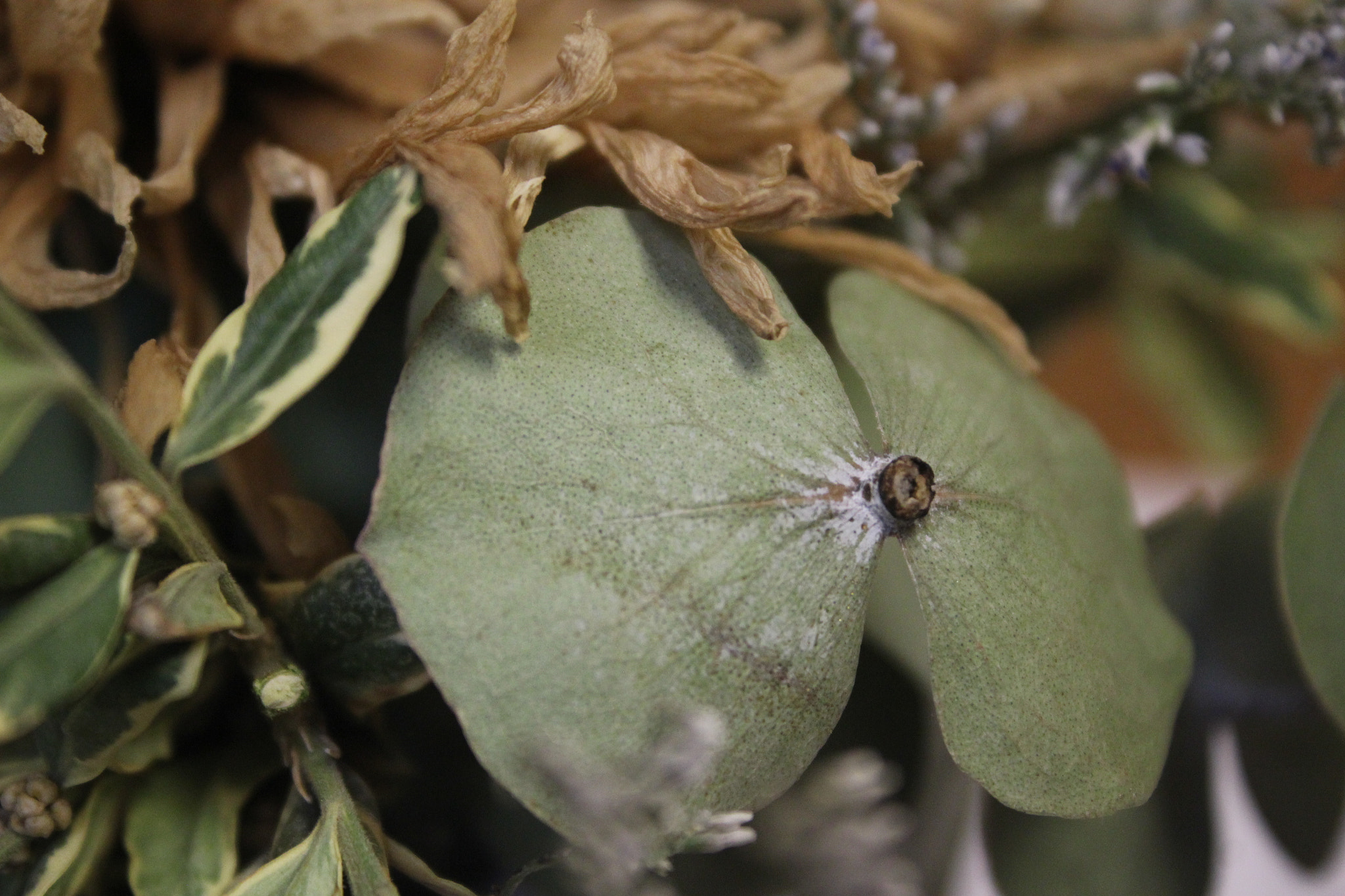 Canon EF-S 18-55mm F3.5-5.6 IS sample photo. Botanical research photography