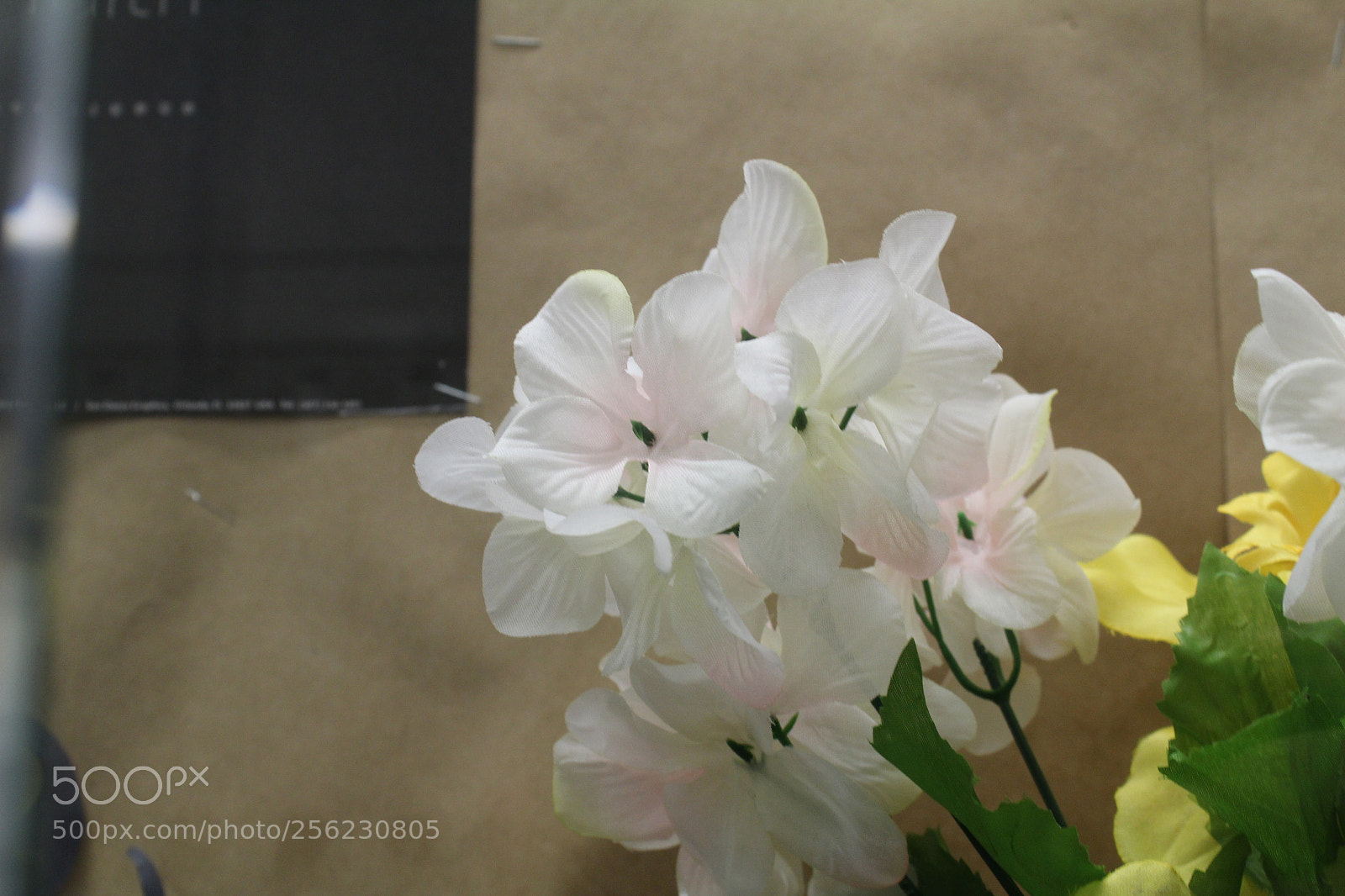 Canon EOS 1300D (EOS Rebel T6 / EOS Kiss X80) sample photo. Img photography