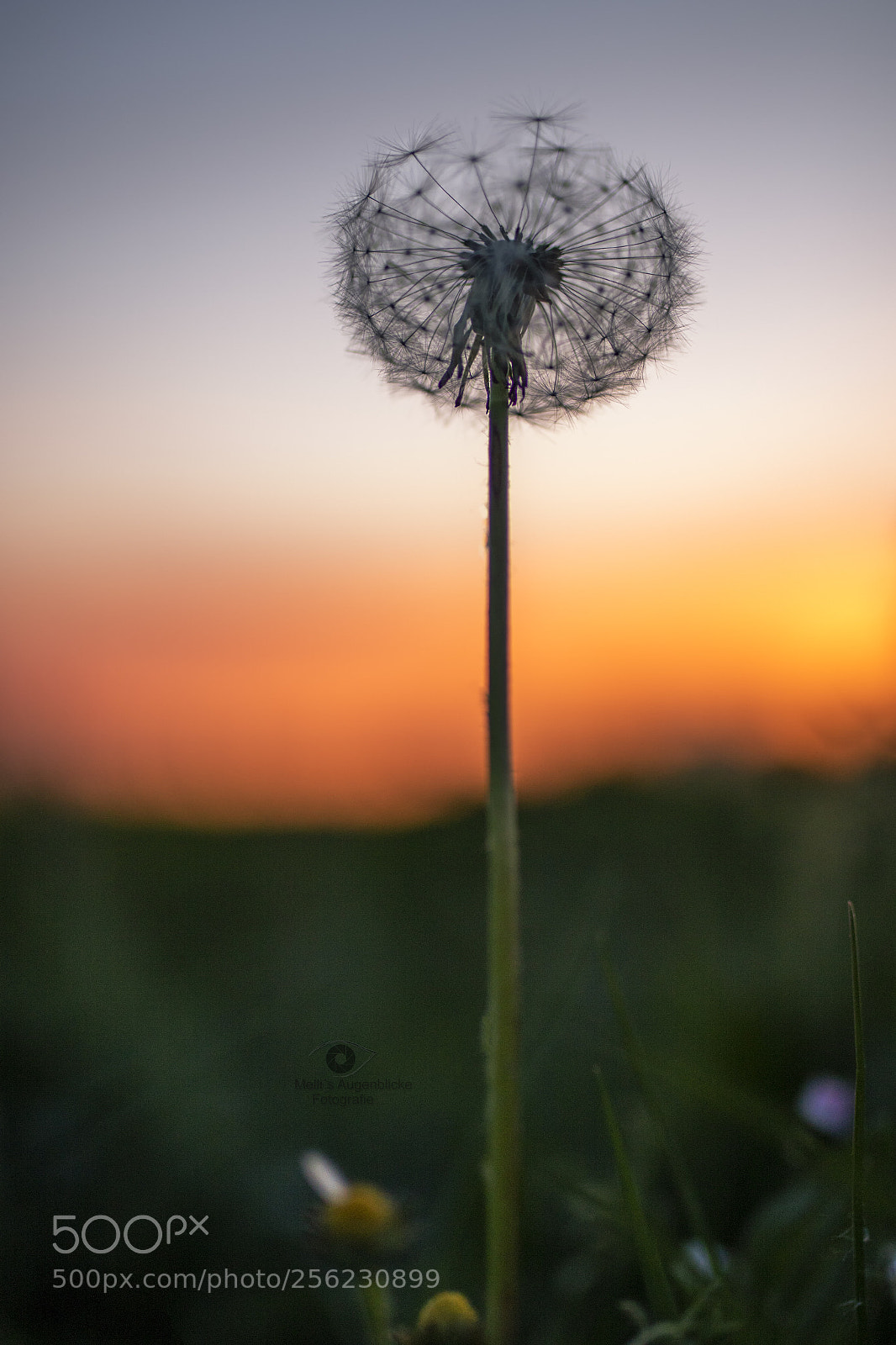 Canon EOS 7D Mark II sample photo. In the sunset photography